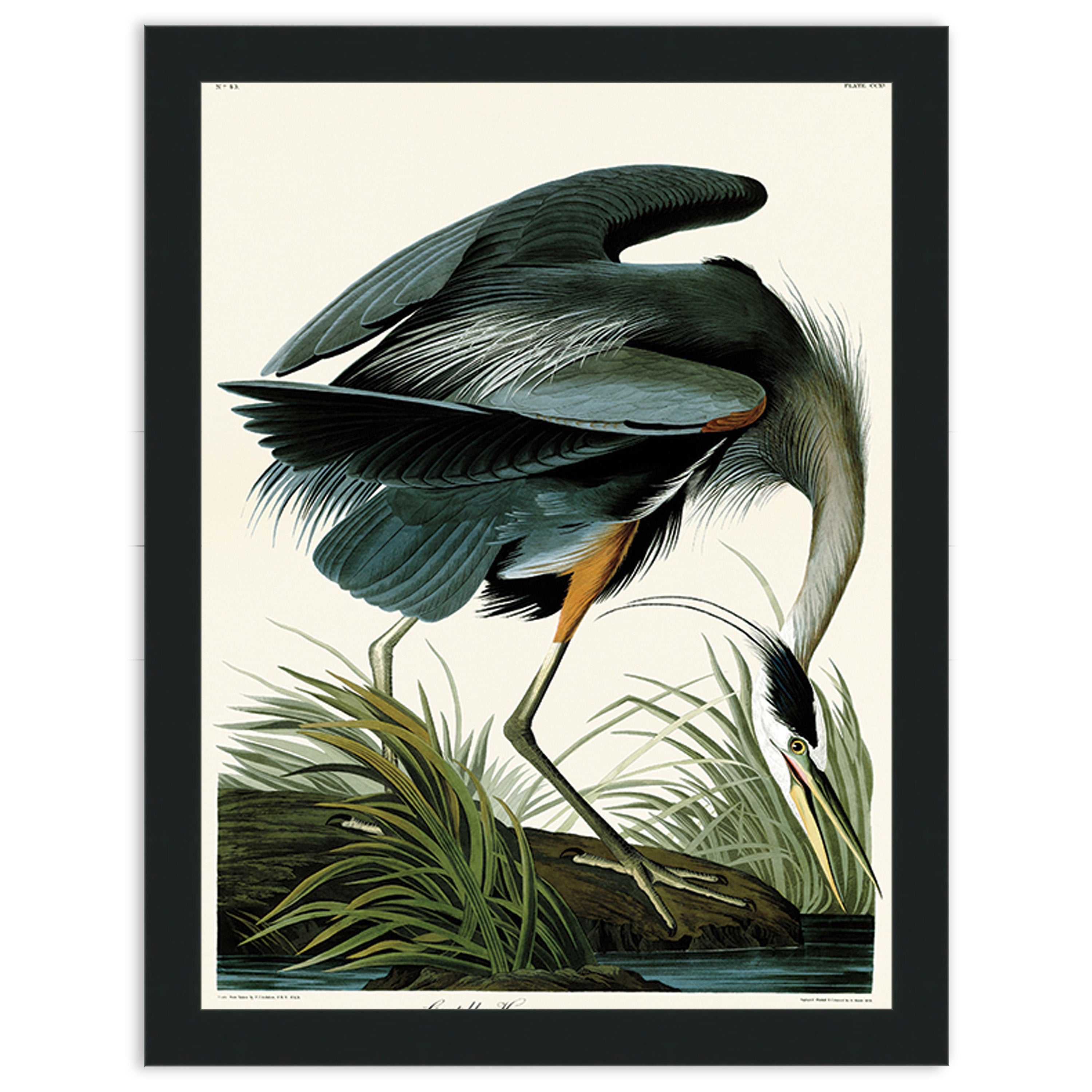 Great Blue Heron