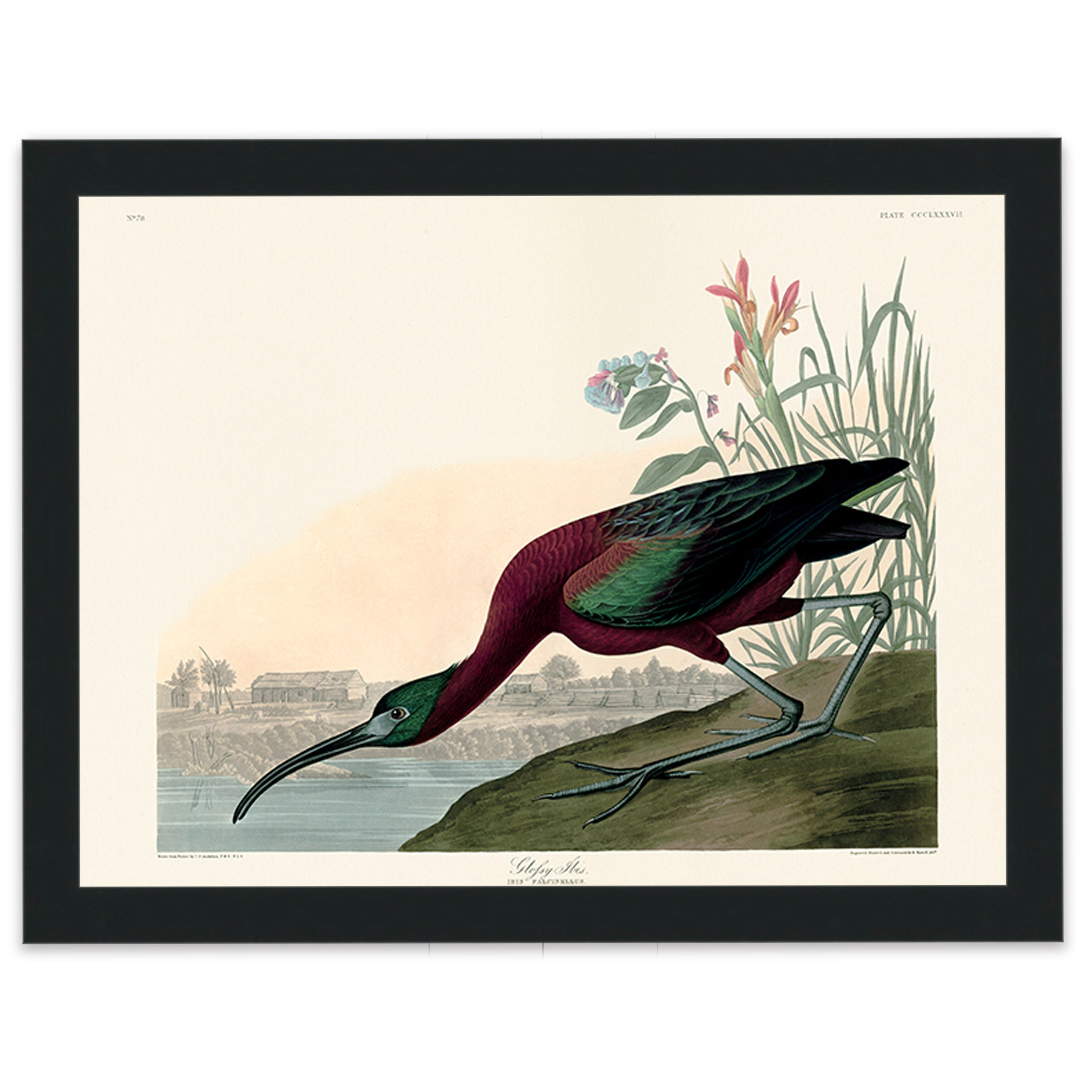 Glossy Ibis