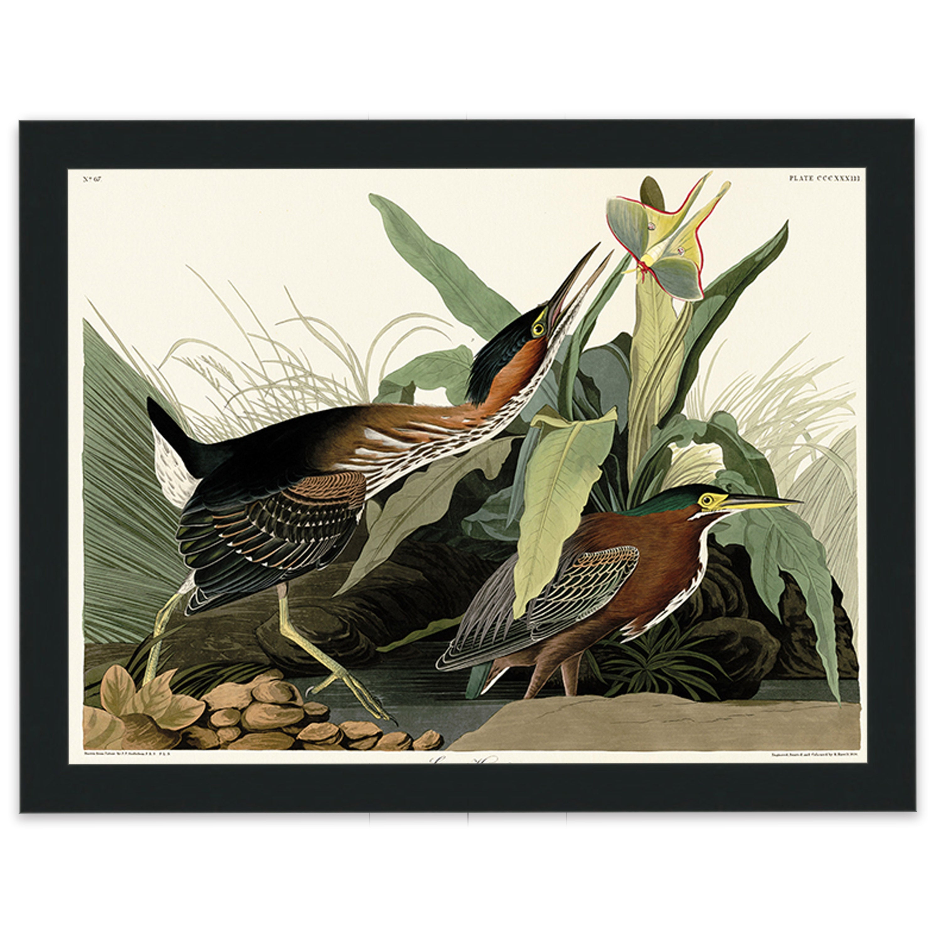 Green Heron