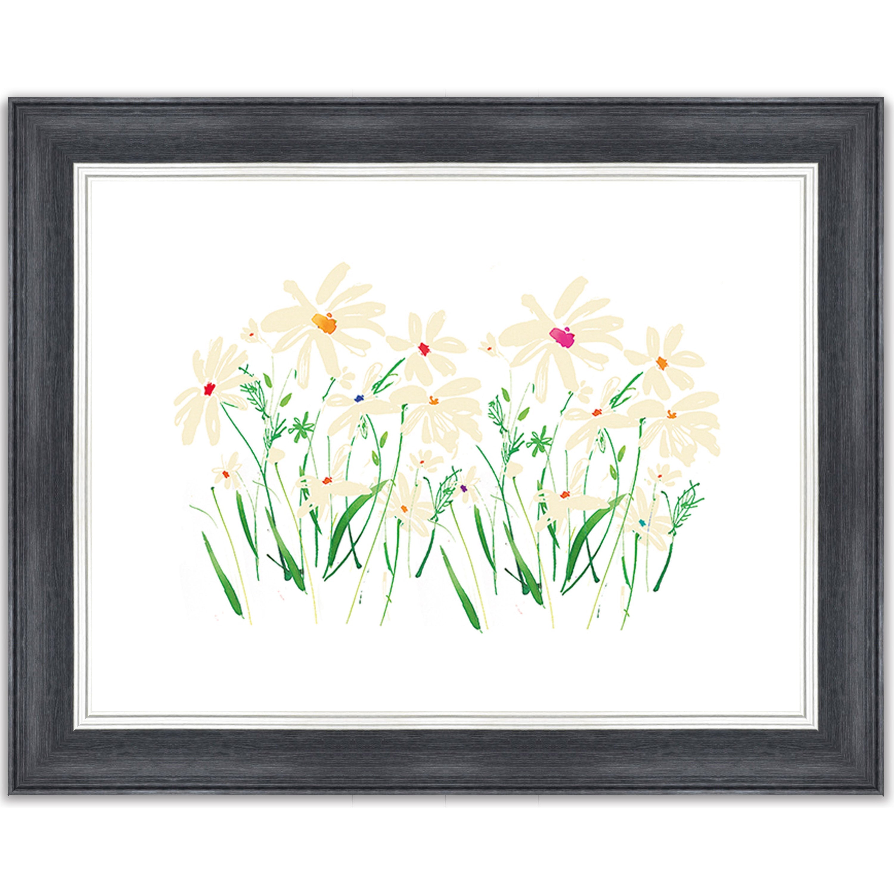 Marguerite Daisy