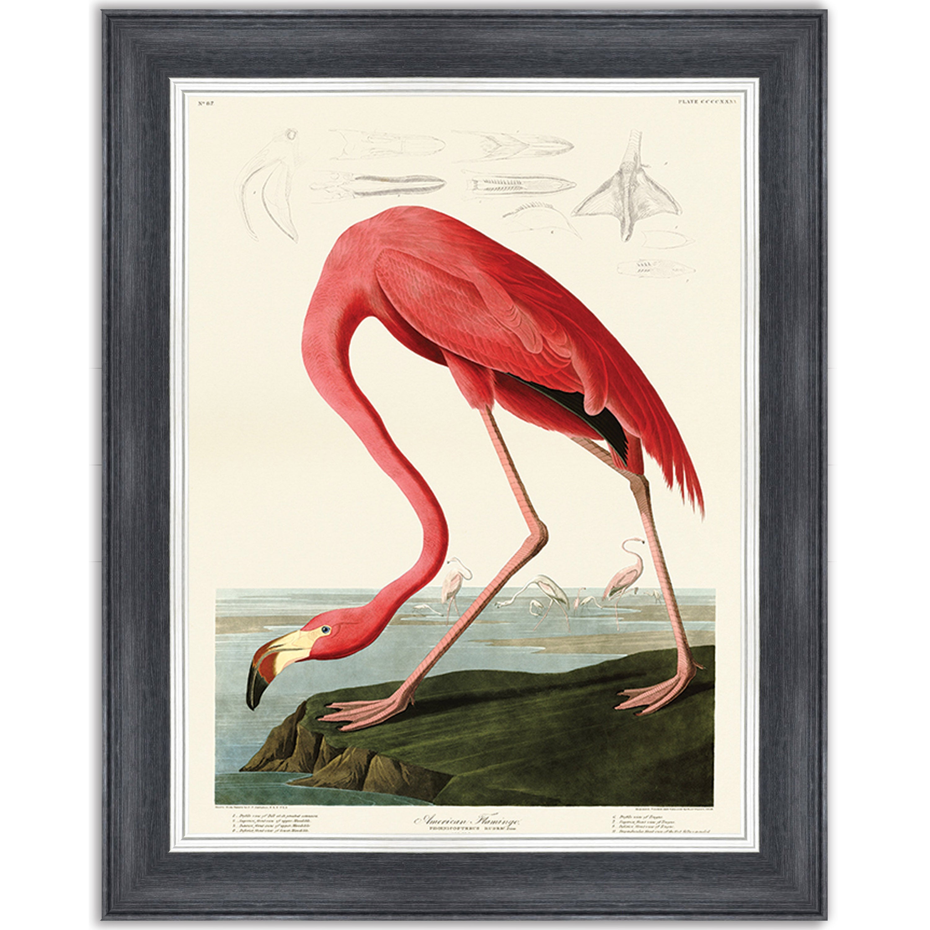 American Flamingo