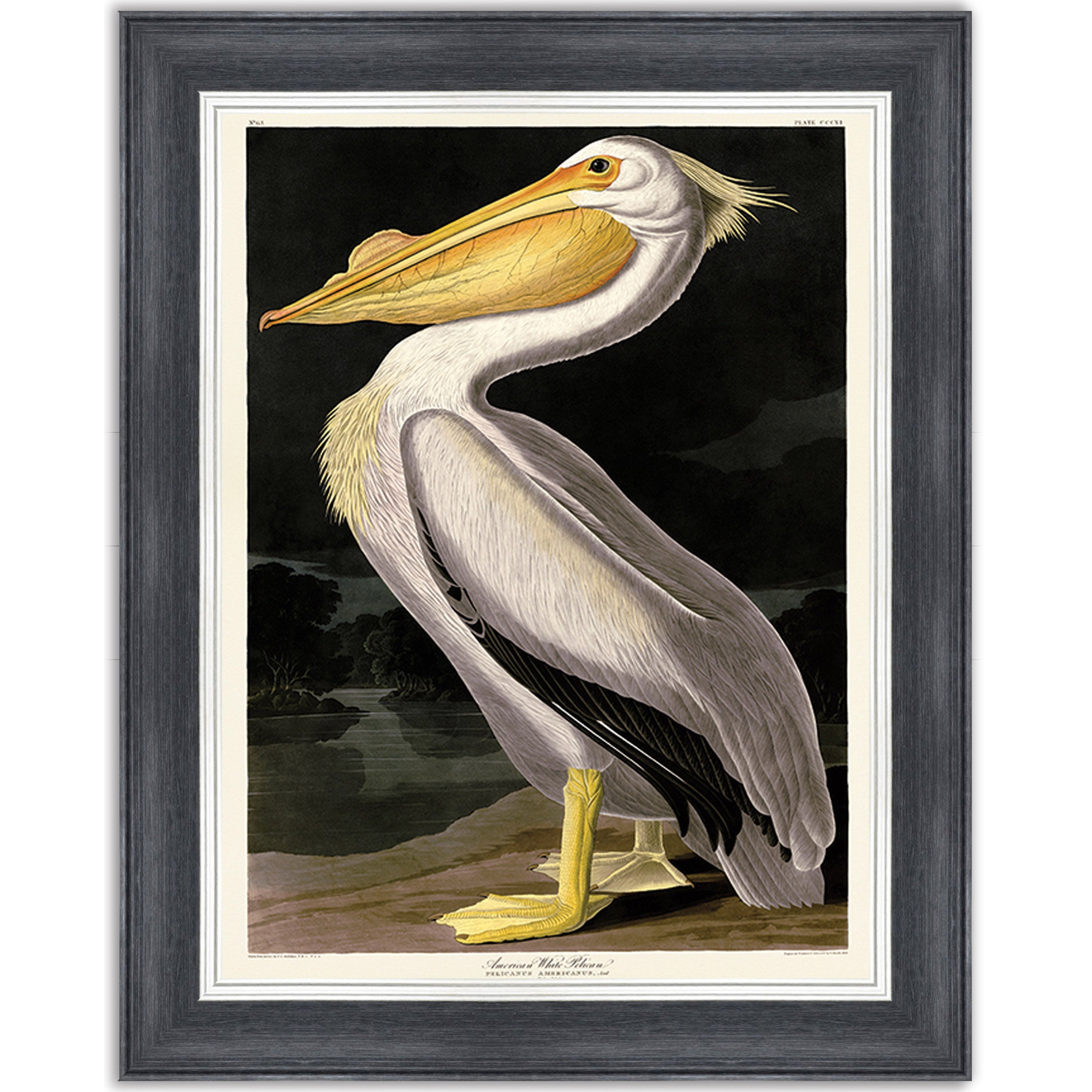 American White Pelican