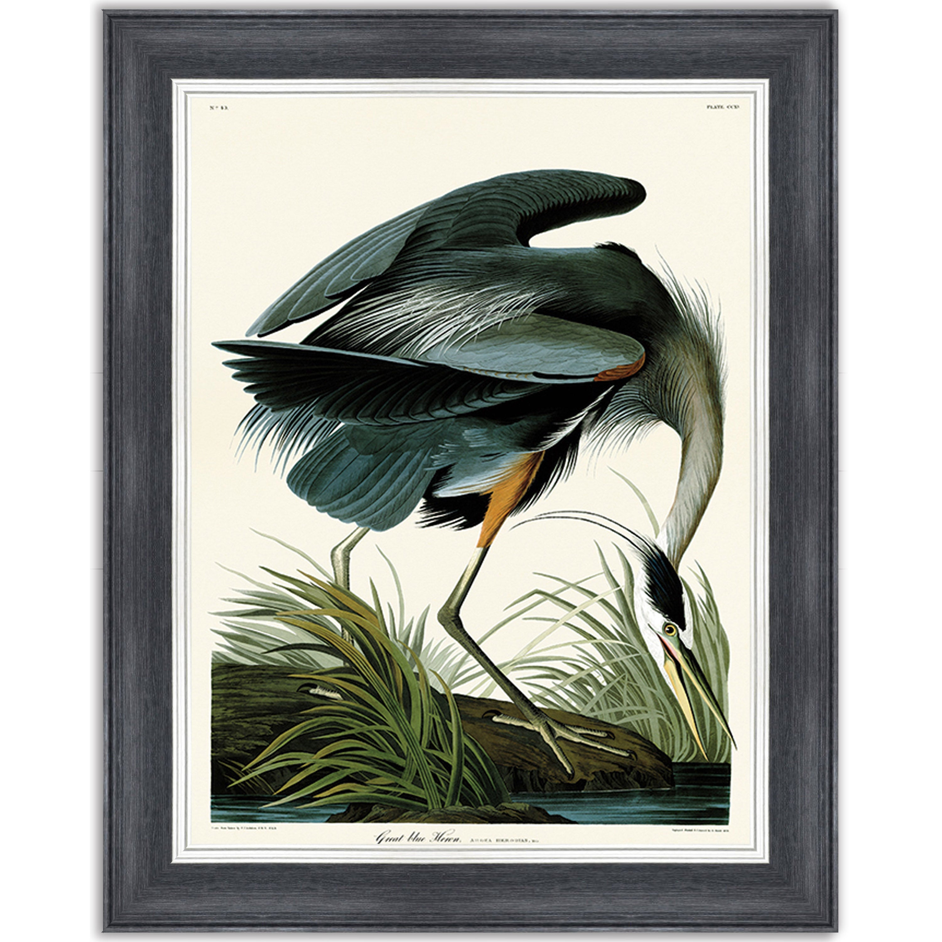 Great Blue Heron