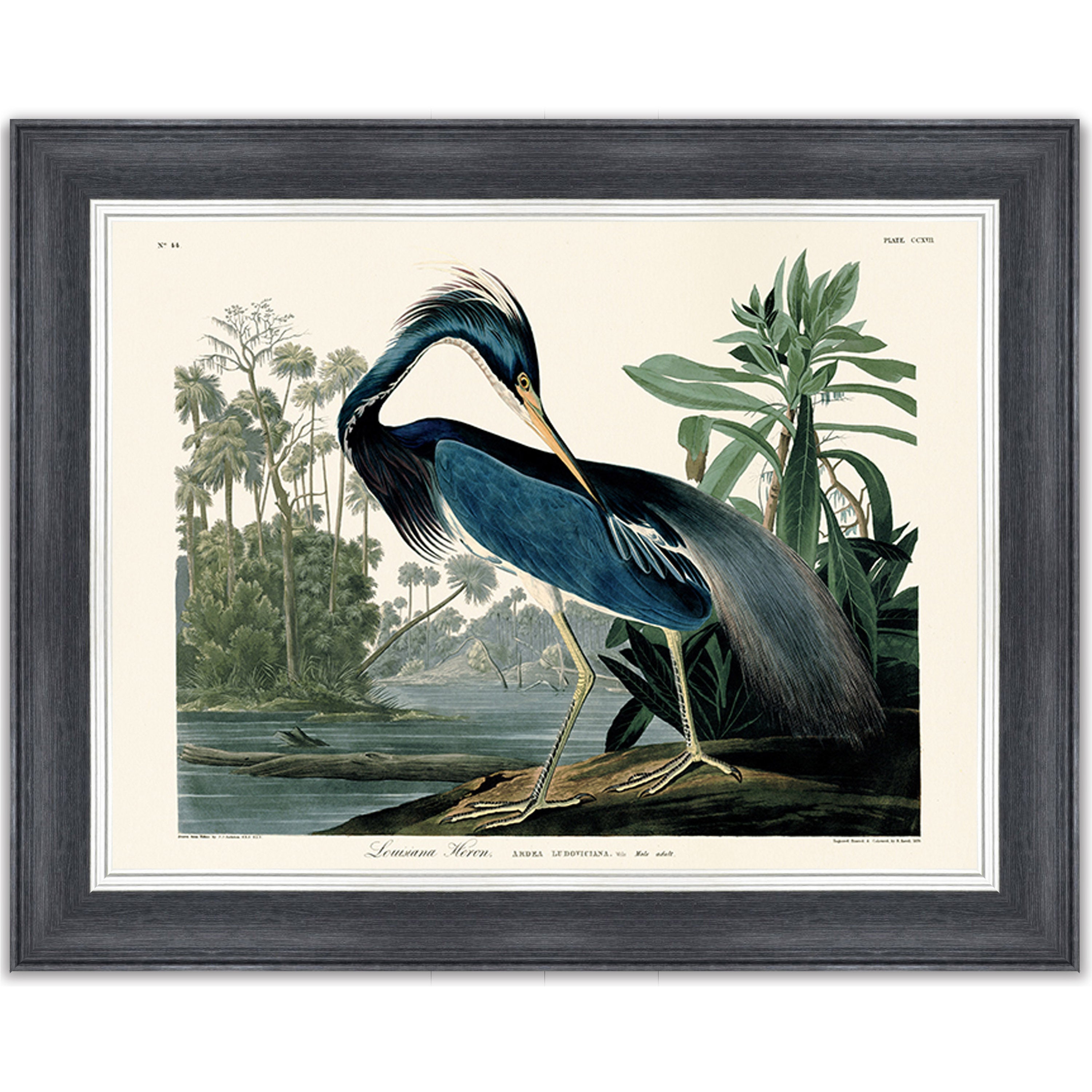 Louisiana Heron