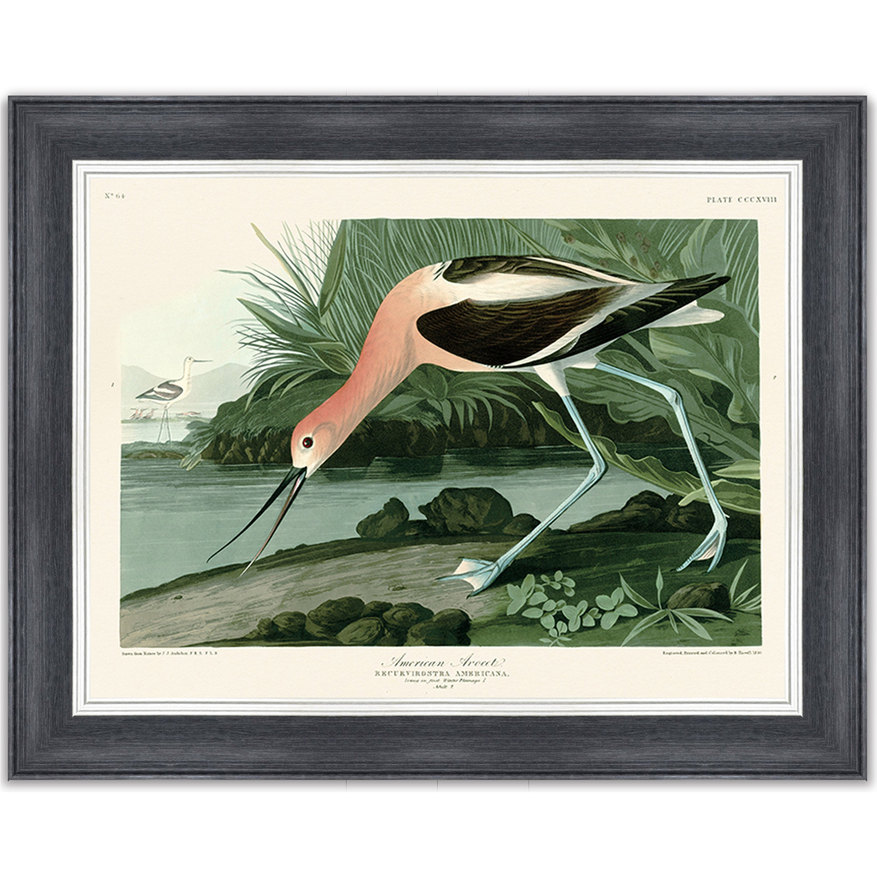 American Avocet