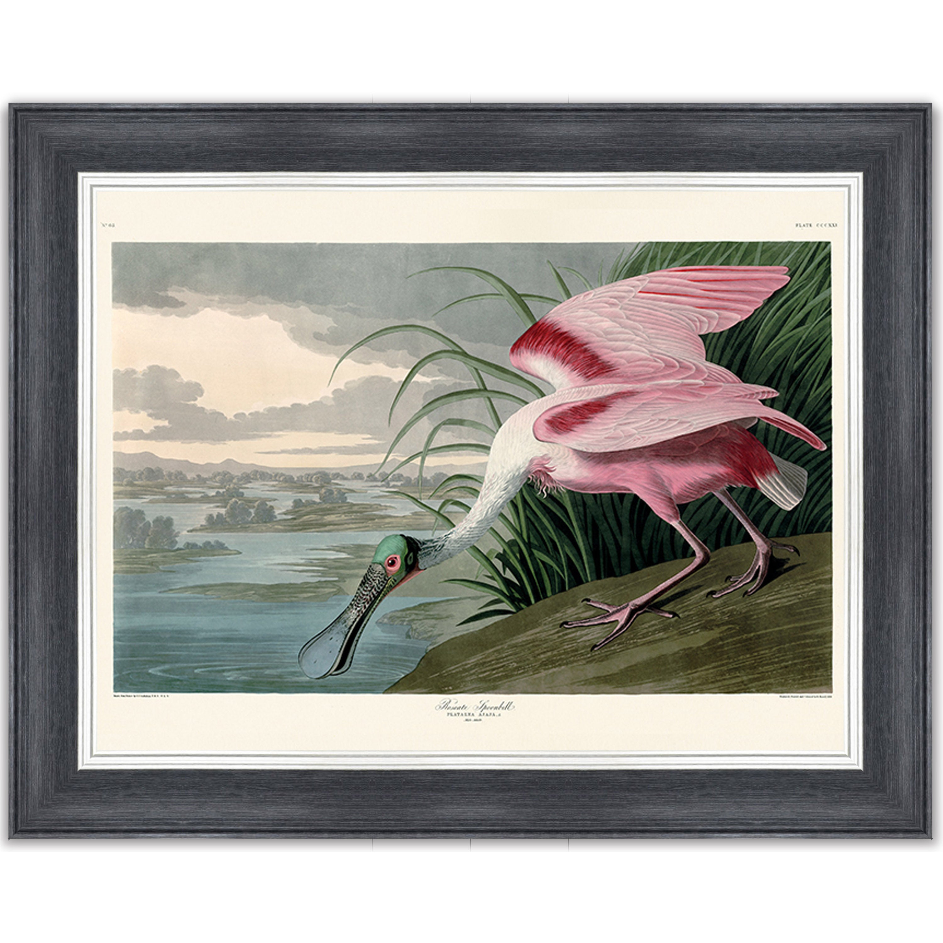 Roseate Spoonbill