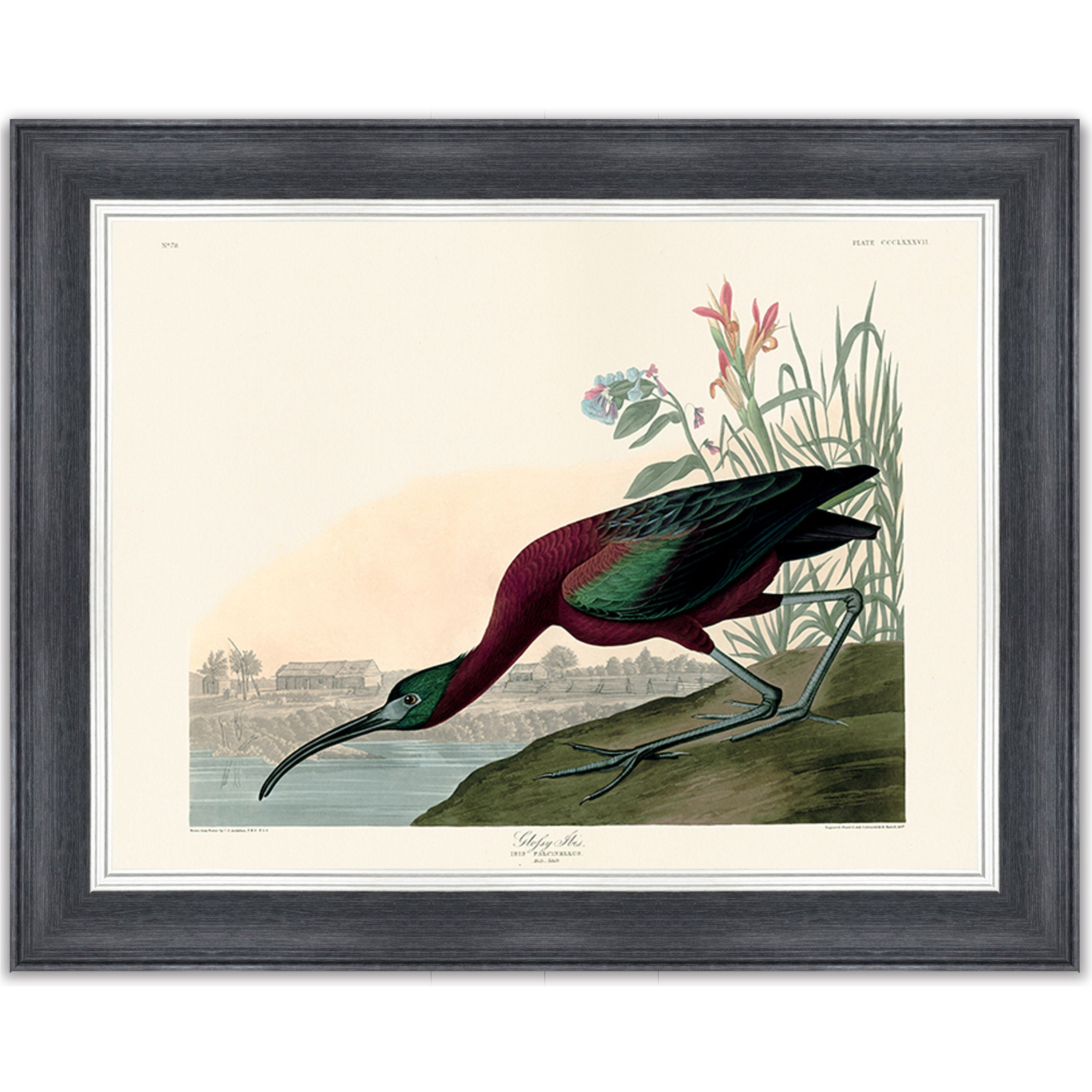 Glossy Ibis