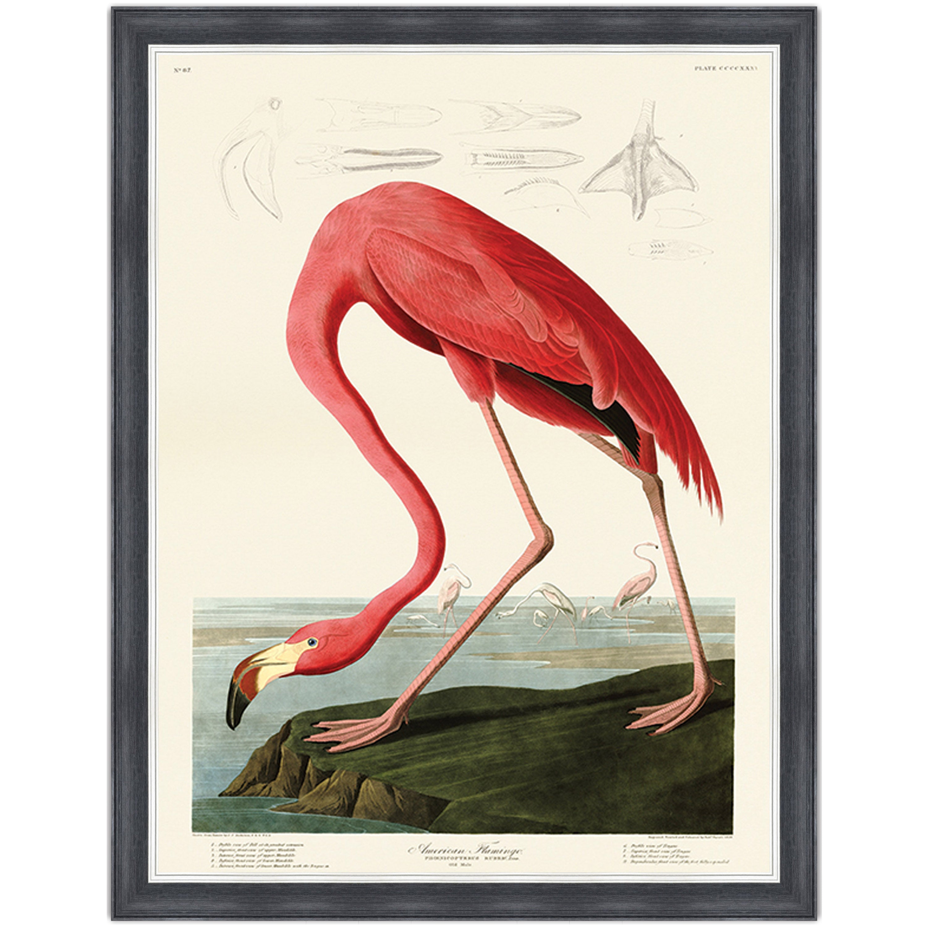 American Flamingo