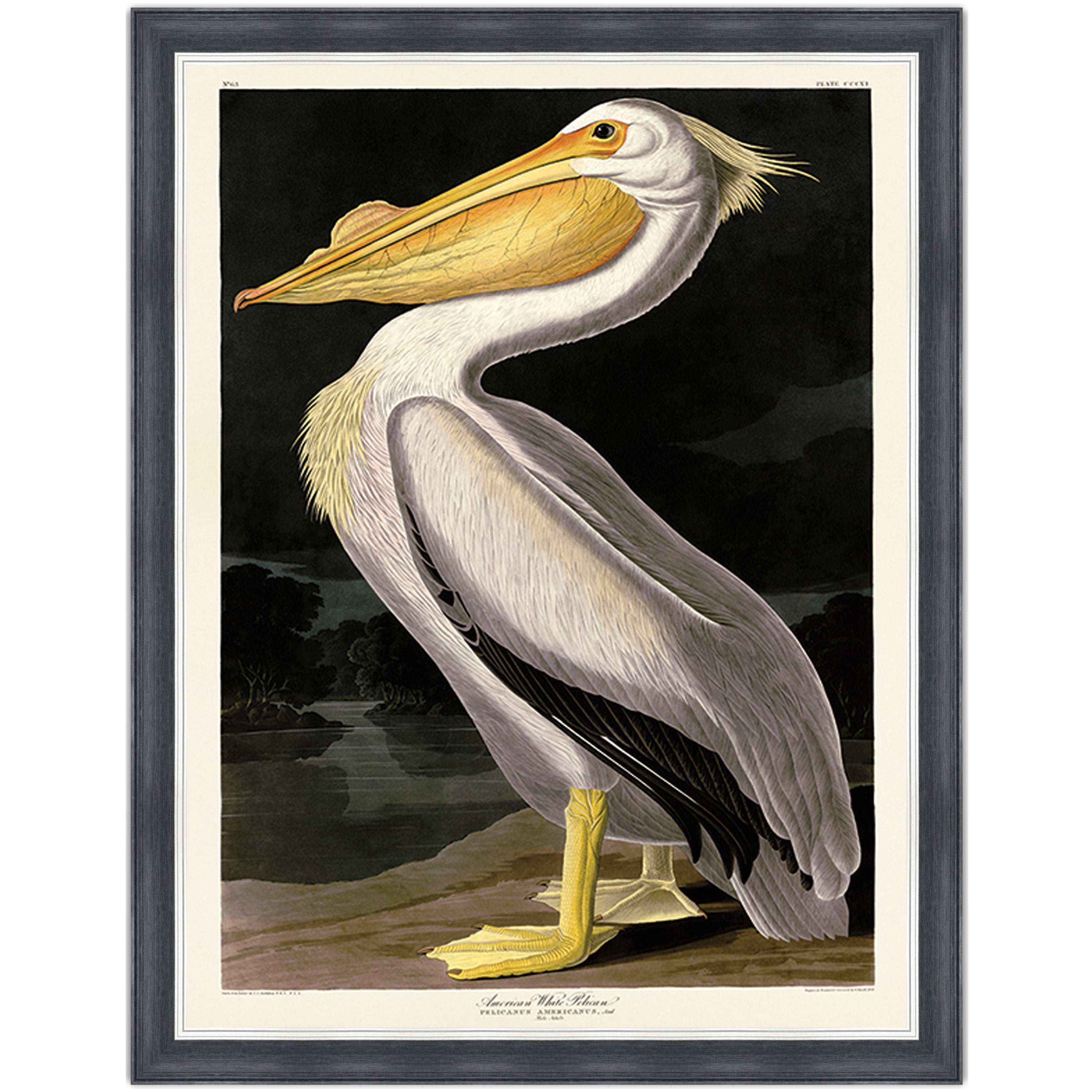 American White Pelican