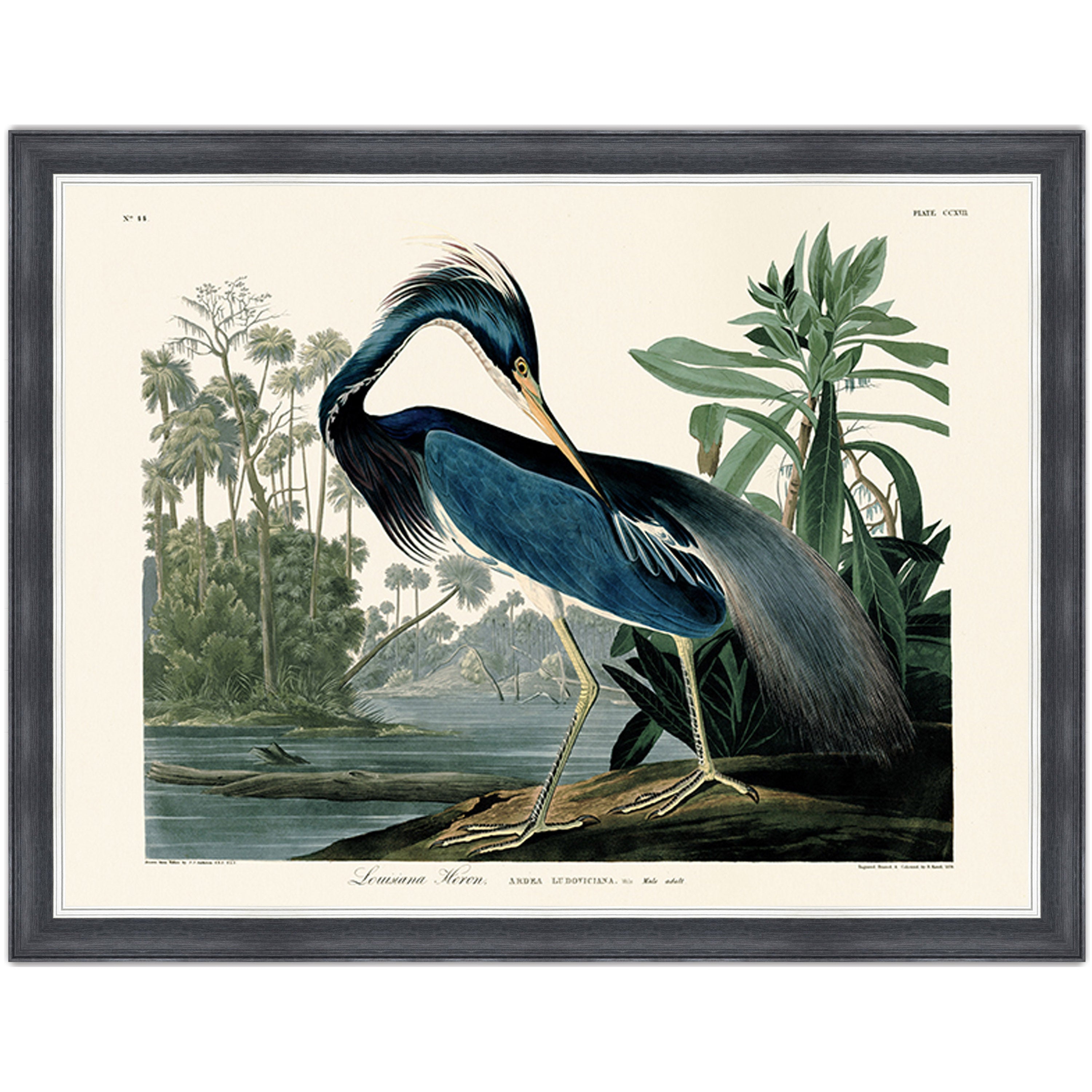 Louisiana Heron