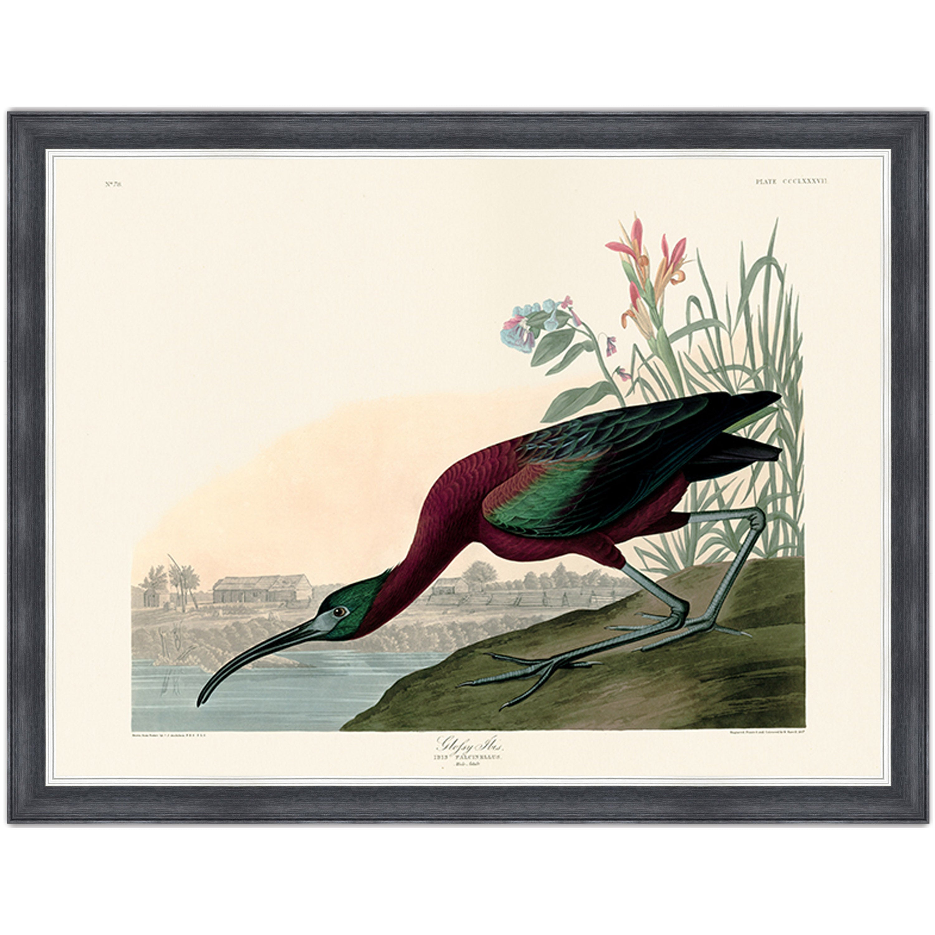 Glossy Ibis
