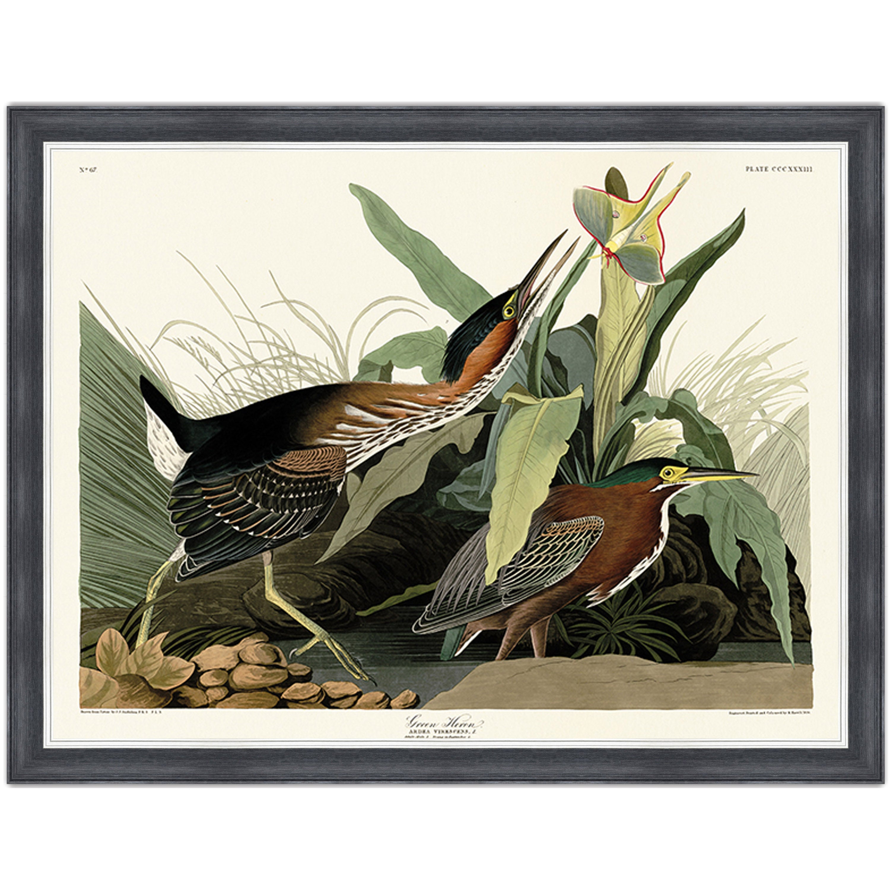 Green Heron