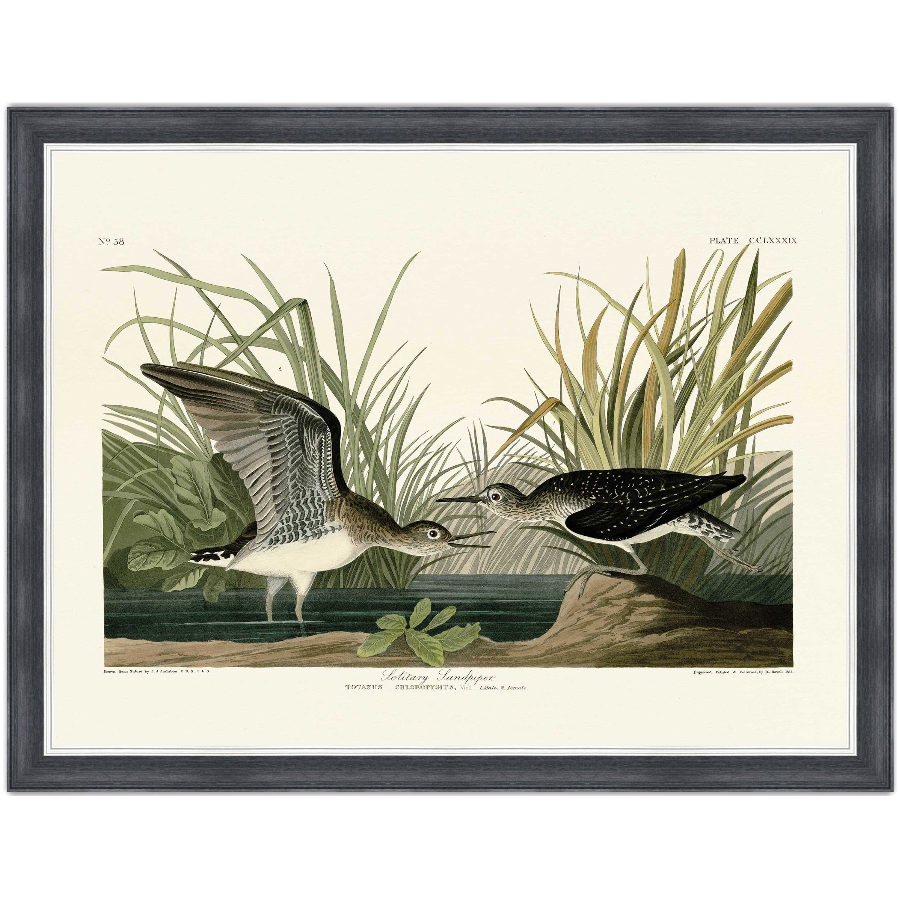 Solitary Sandpiper