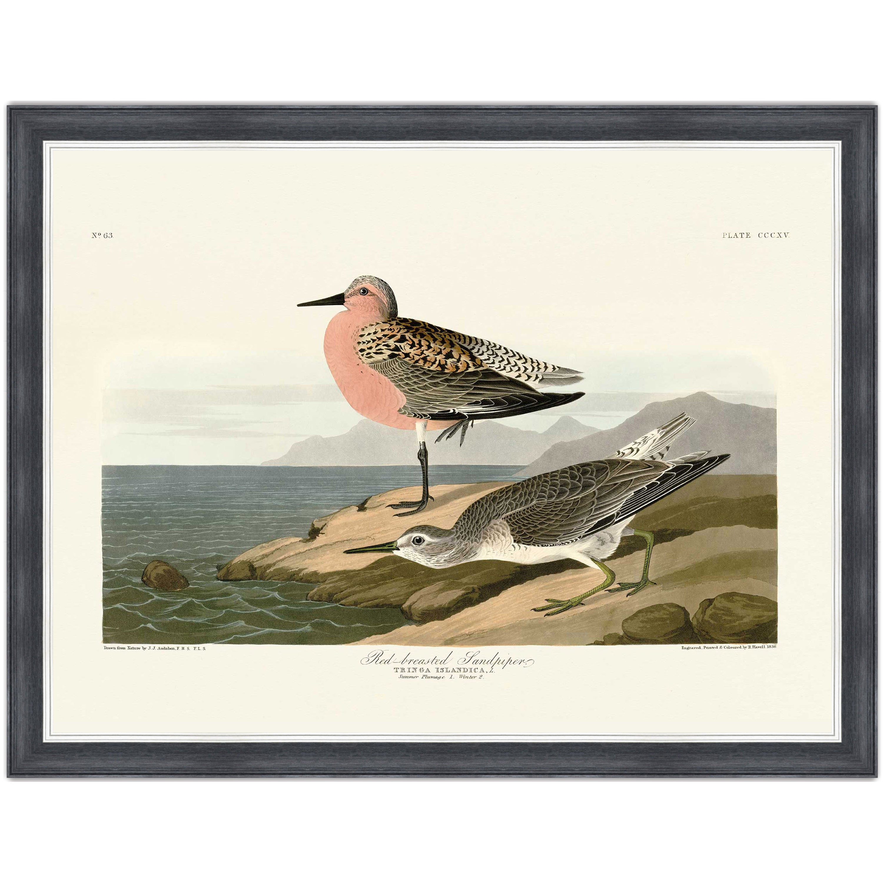 Red-breasted Sandpiper