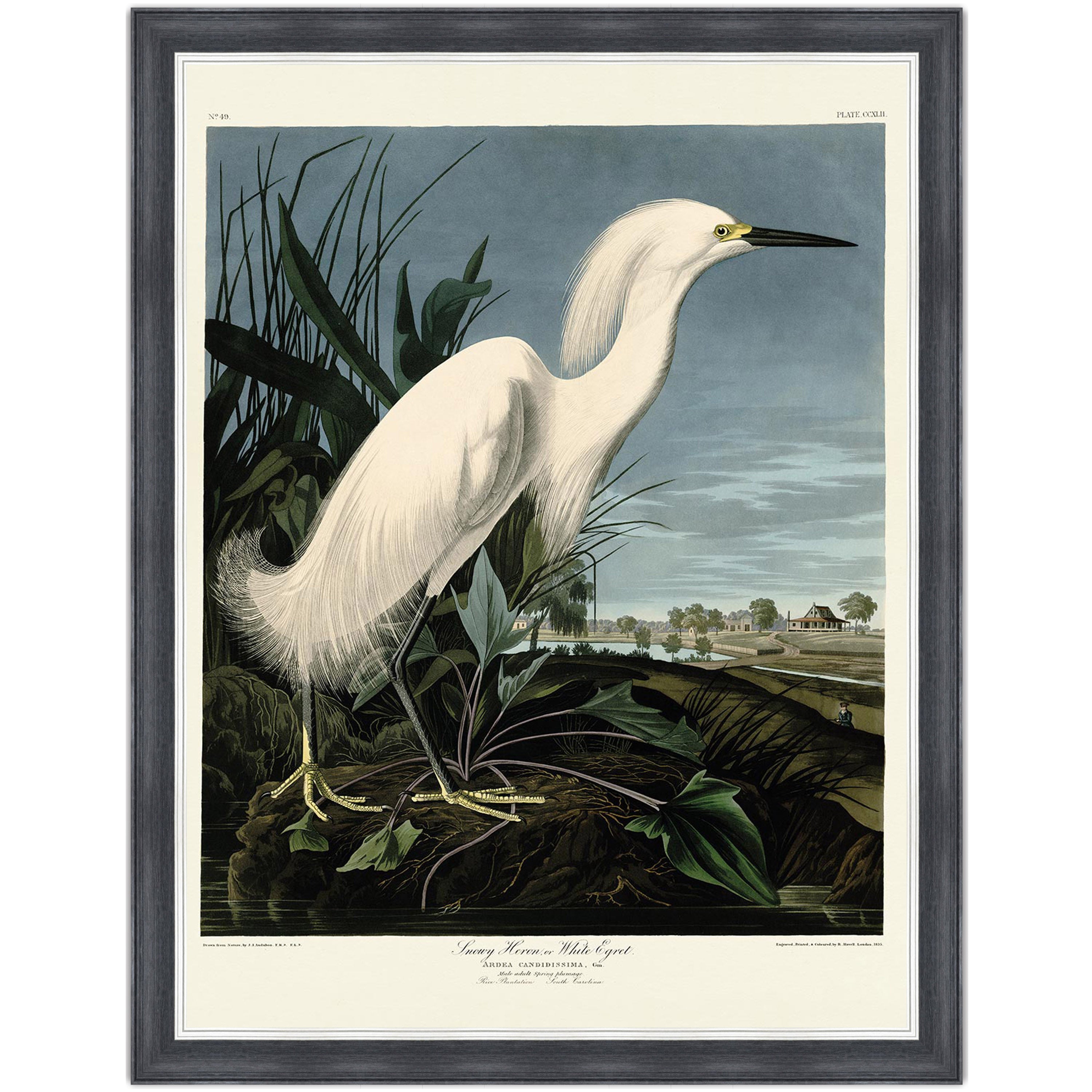 Snowy Heron