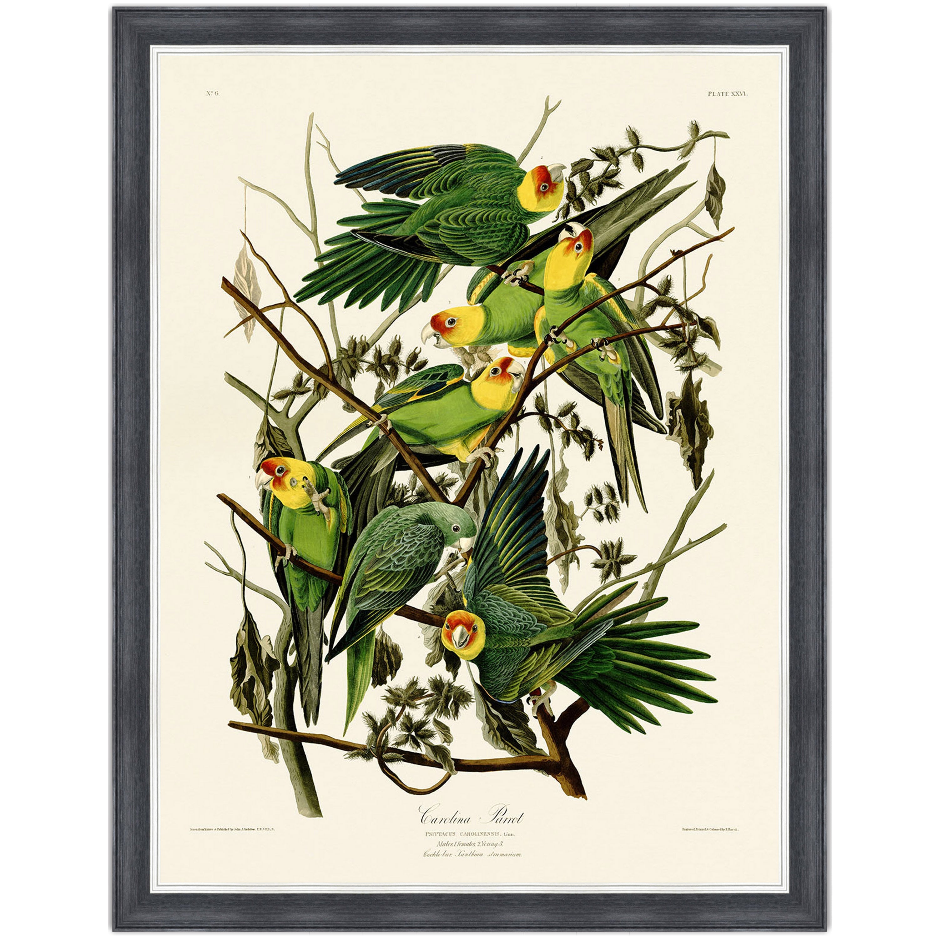 Carolina Parrot