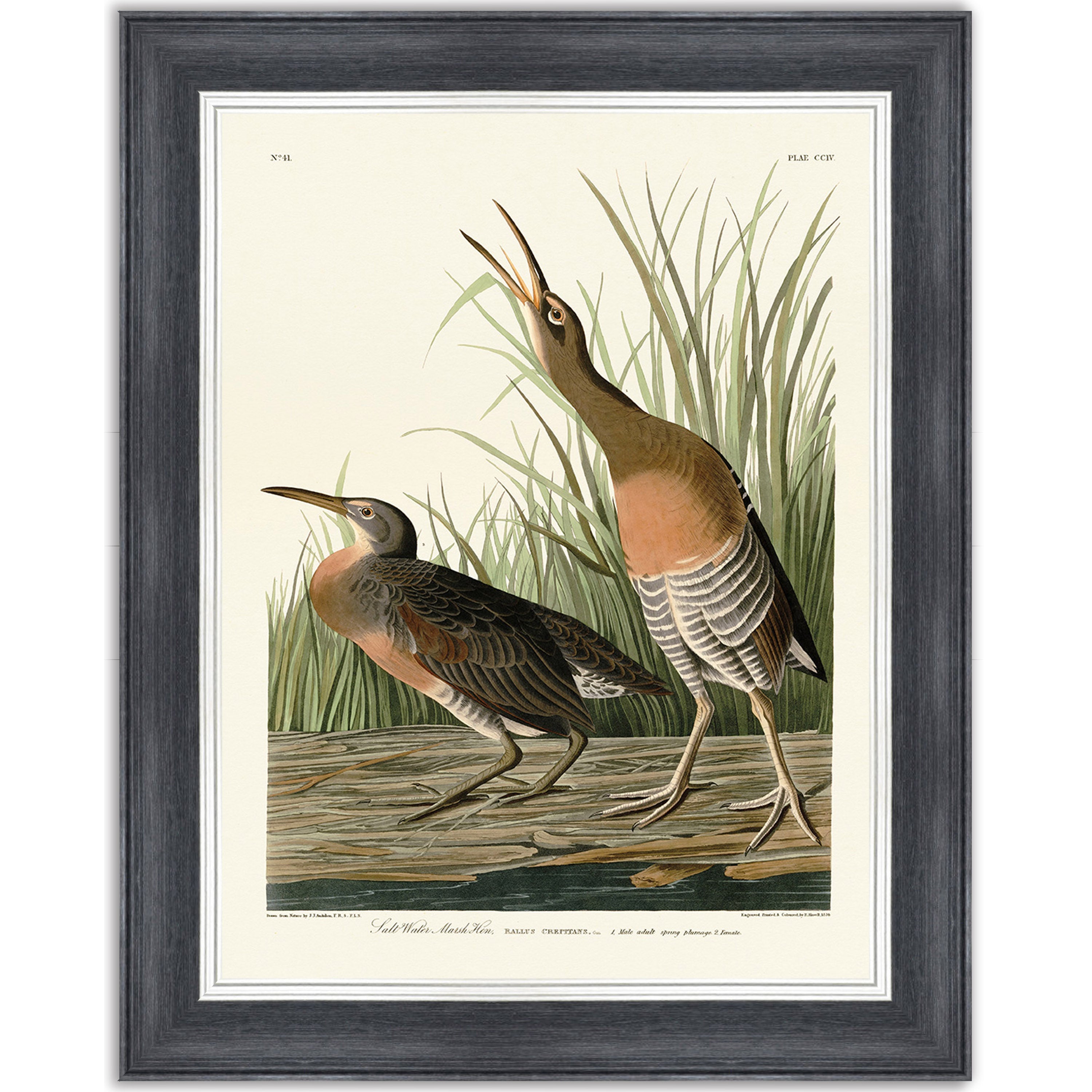 Salt Water Marsh Hen