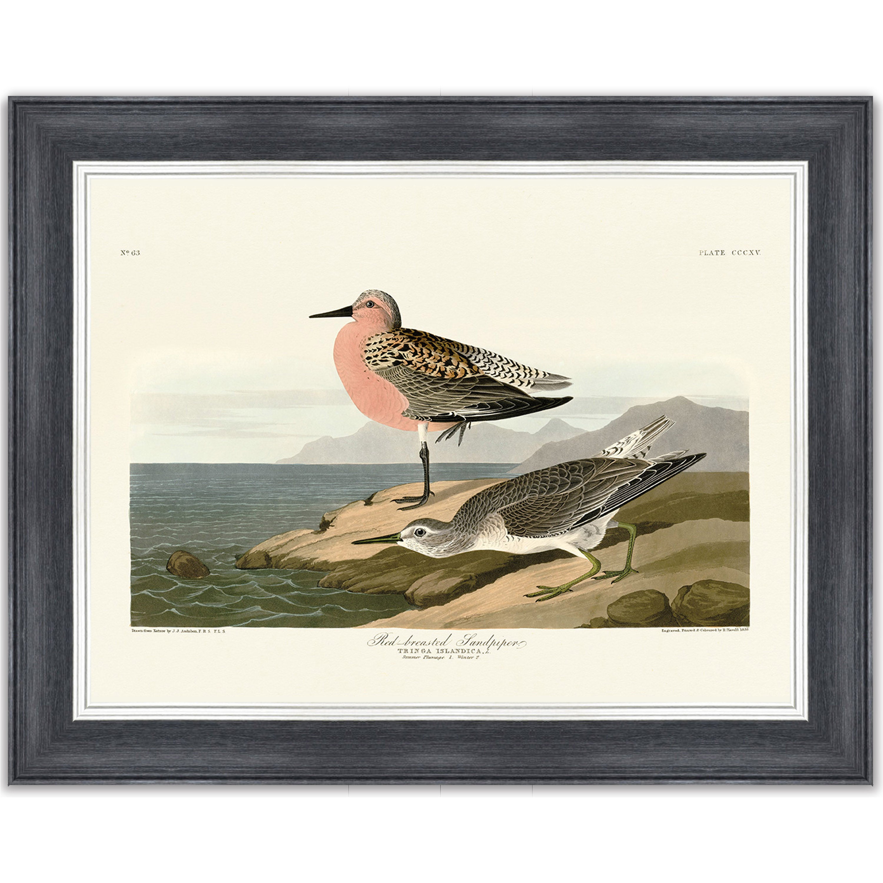 Red-breasted Sandpiper