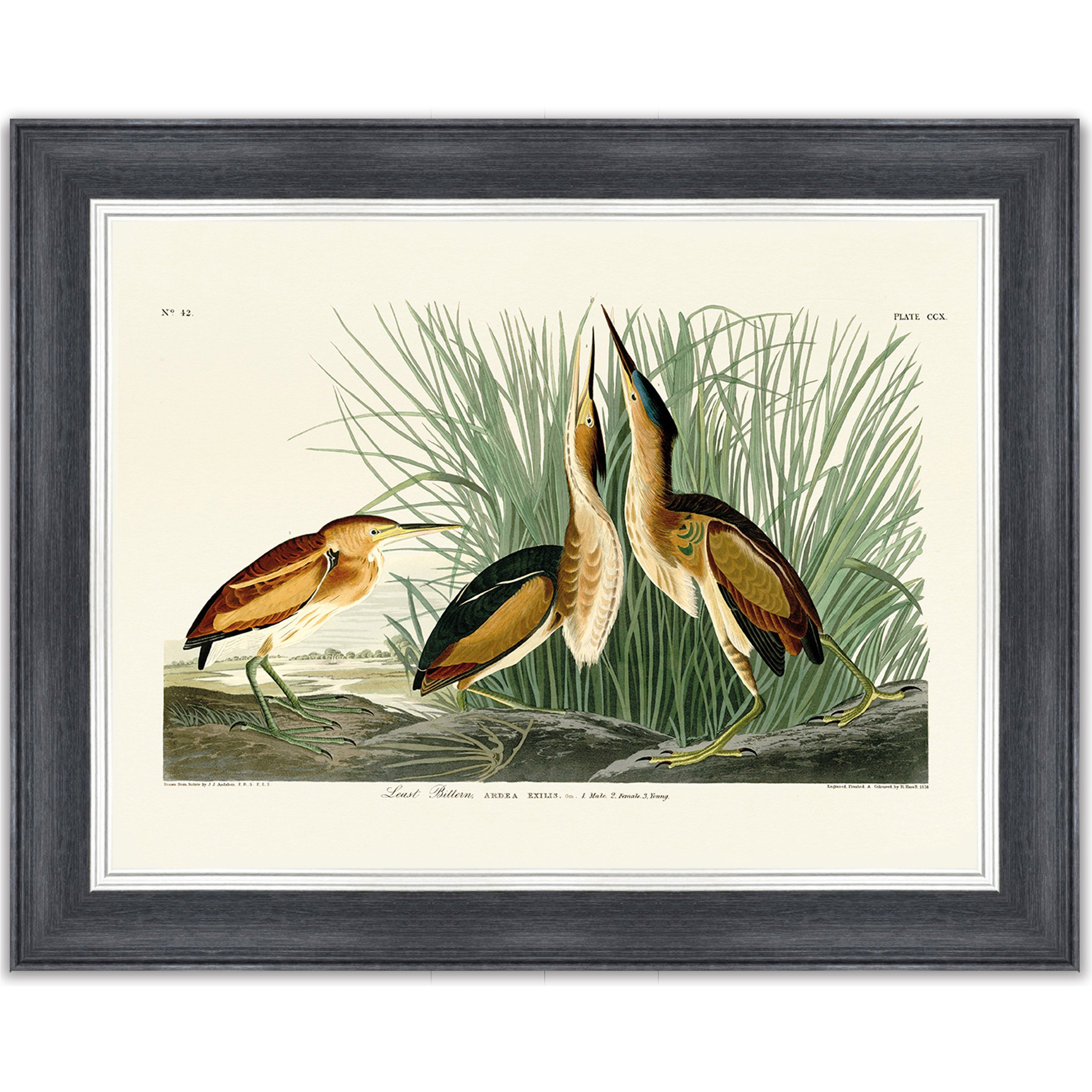 Least Bittern