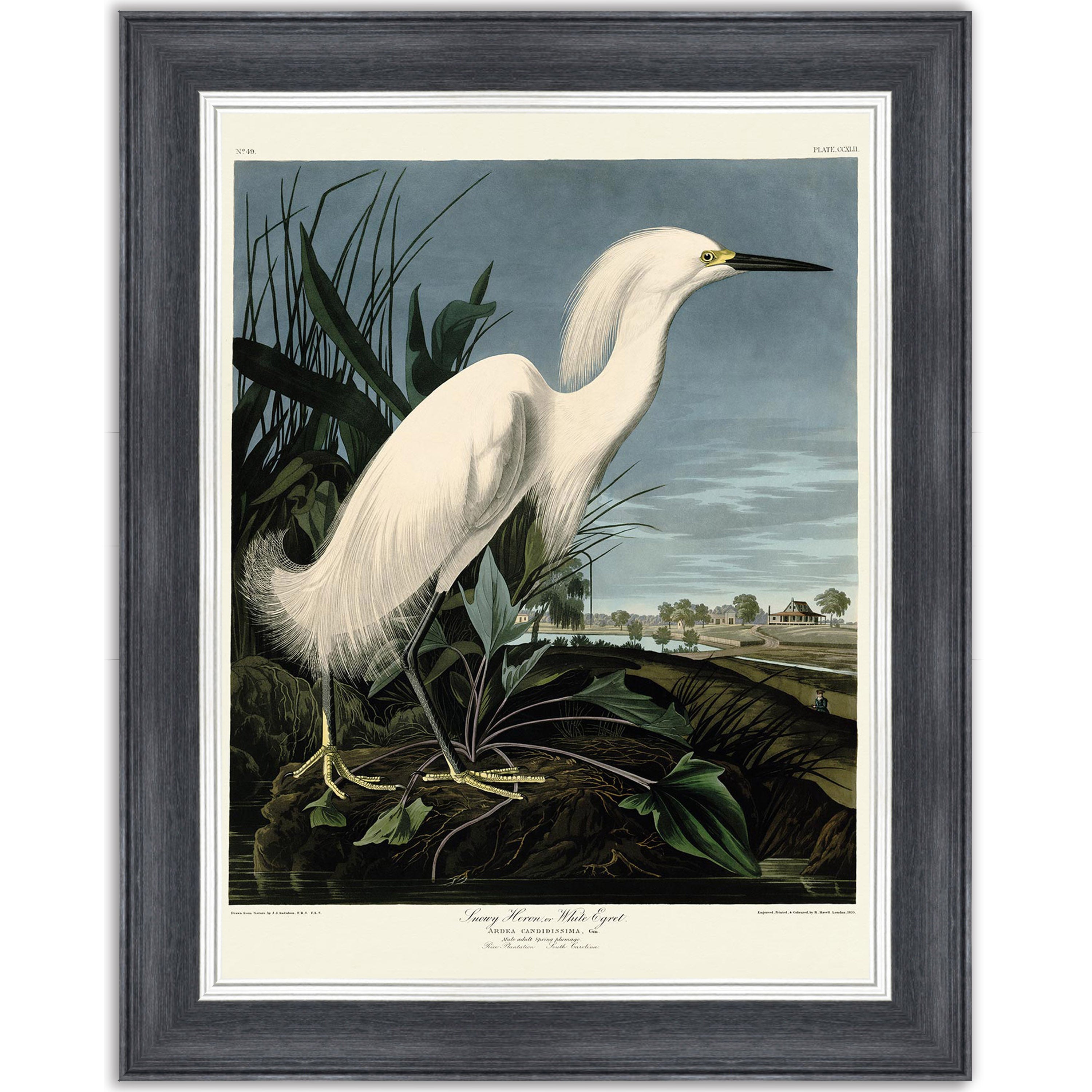 Snowy Heron