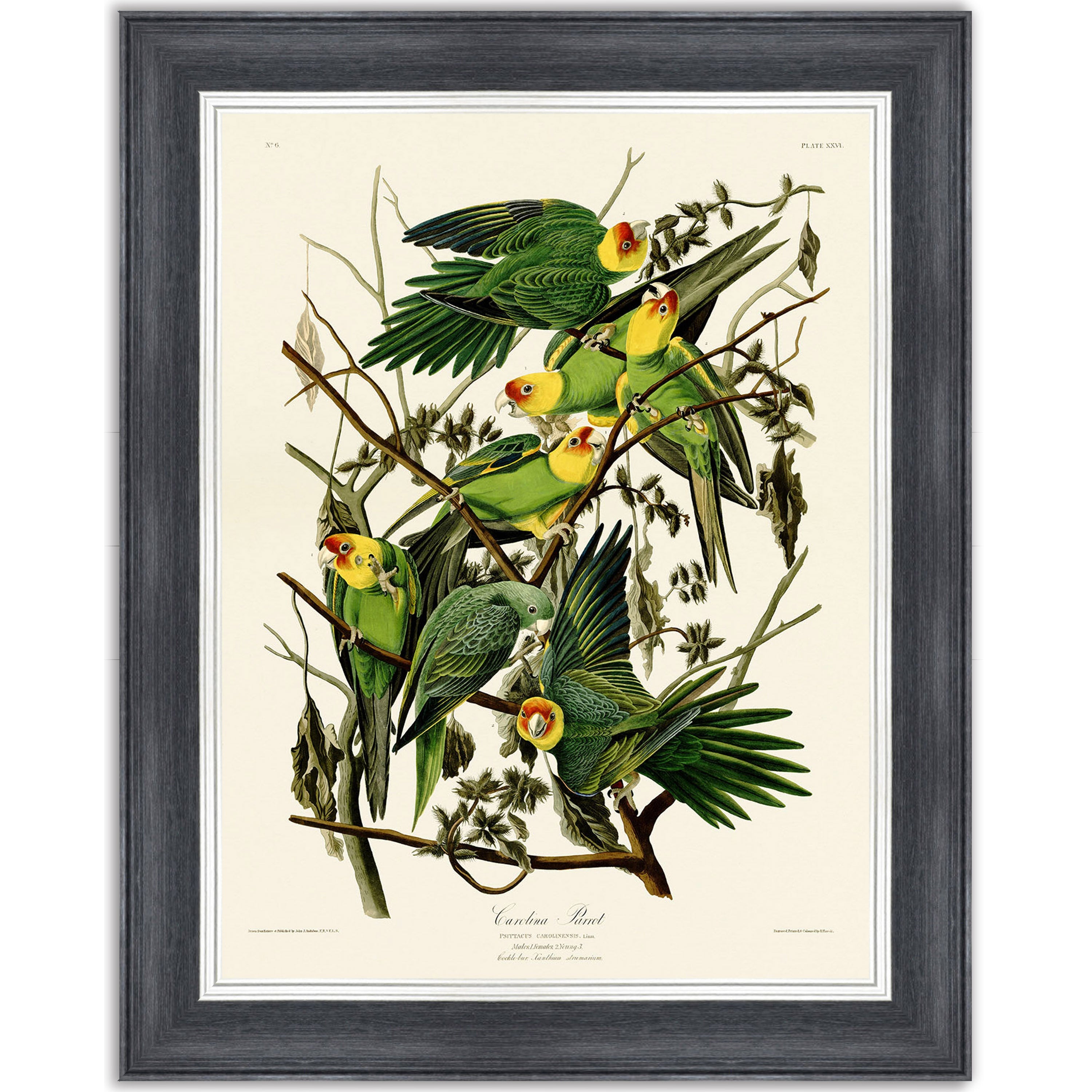 Carolina Parrot