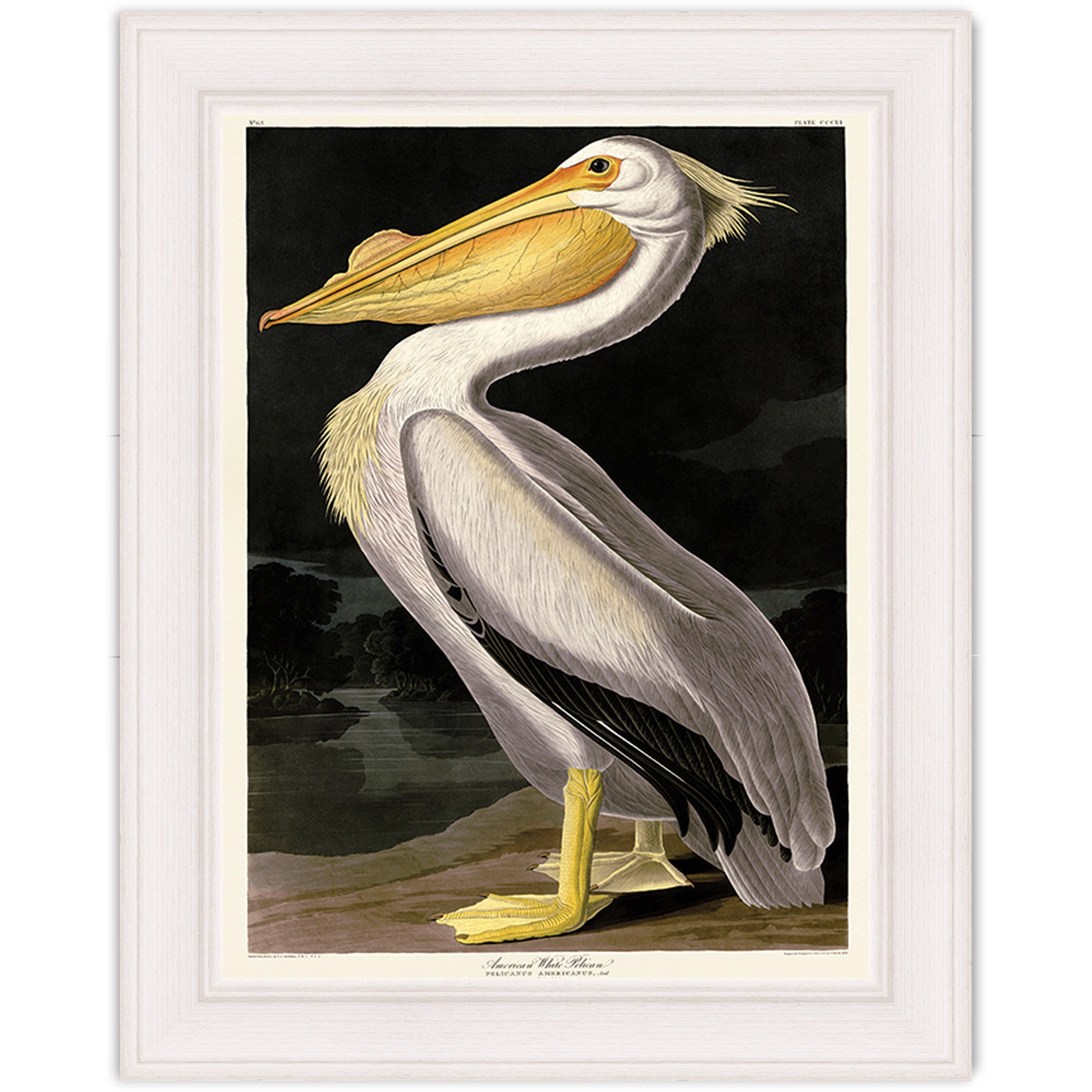American White Pelican