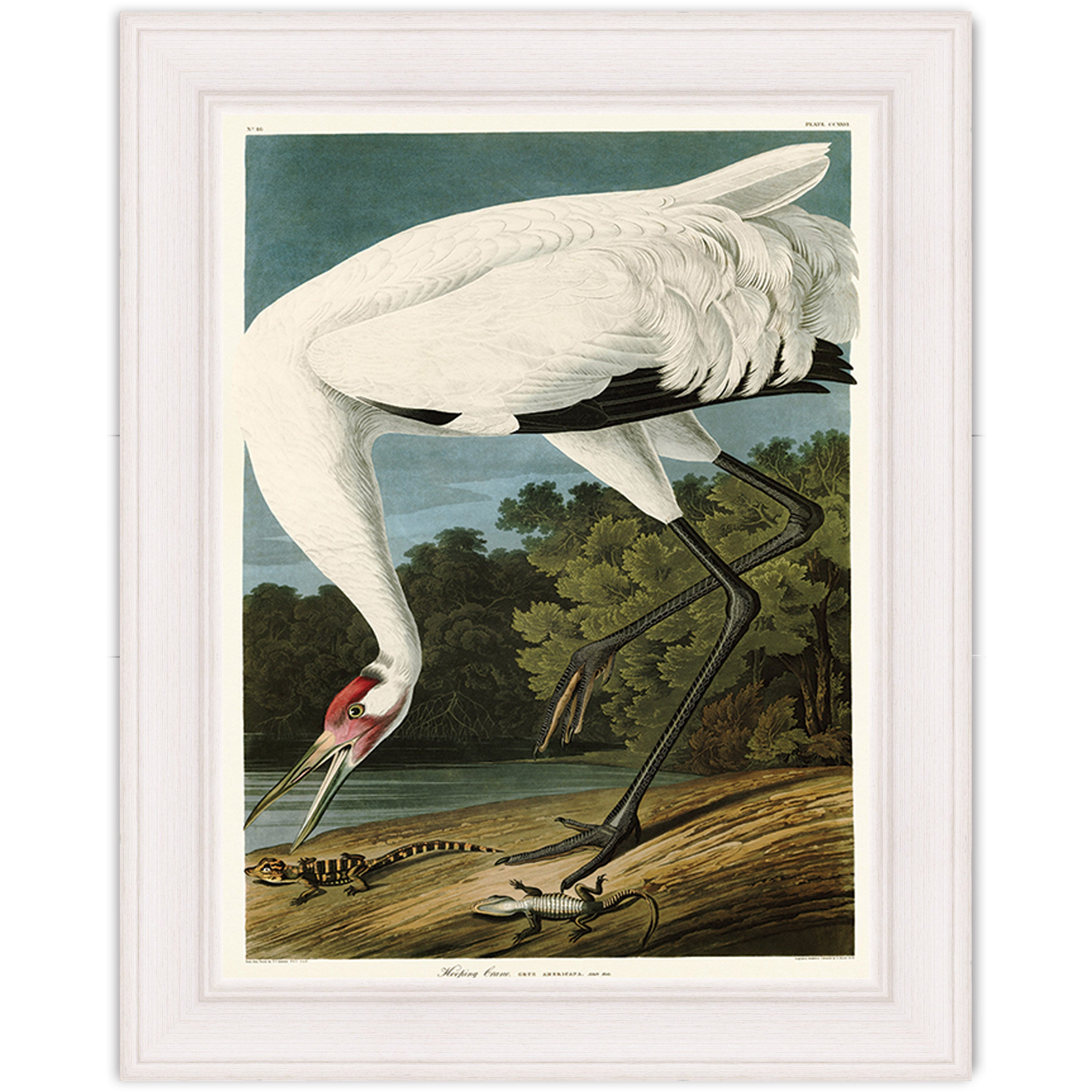 Hooping Crane