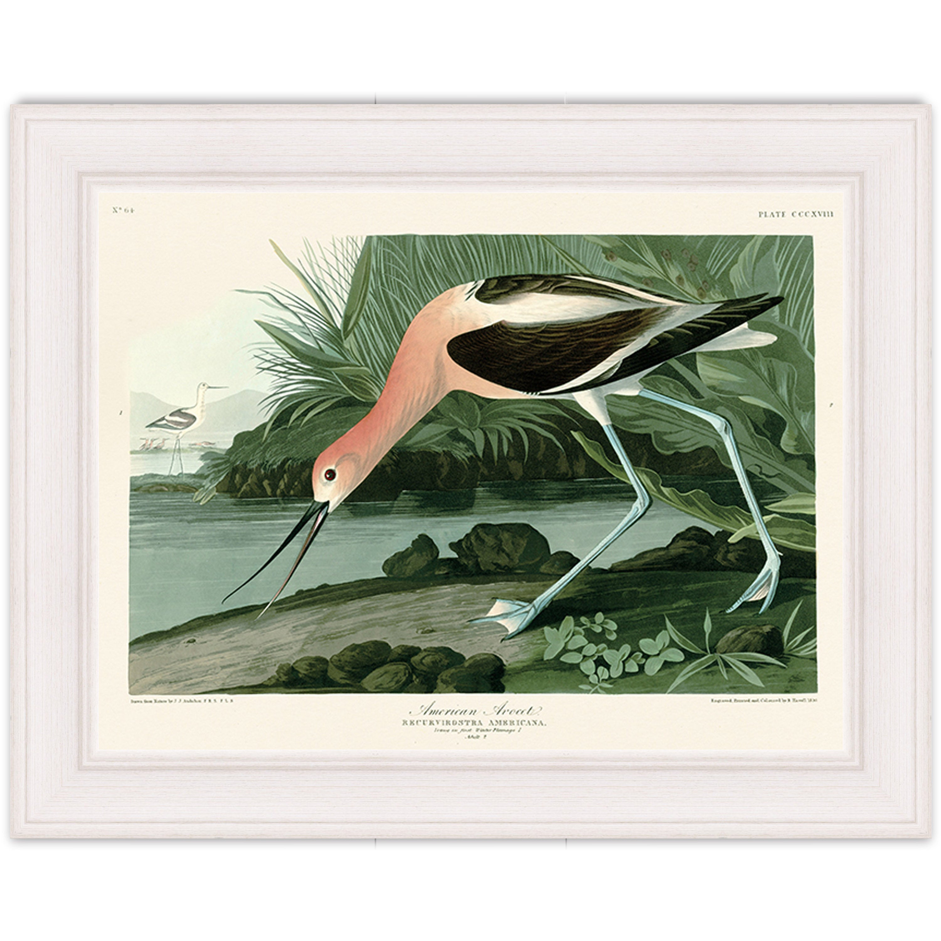 American Avocet