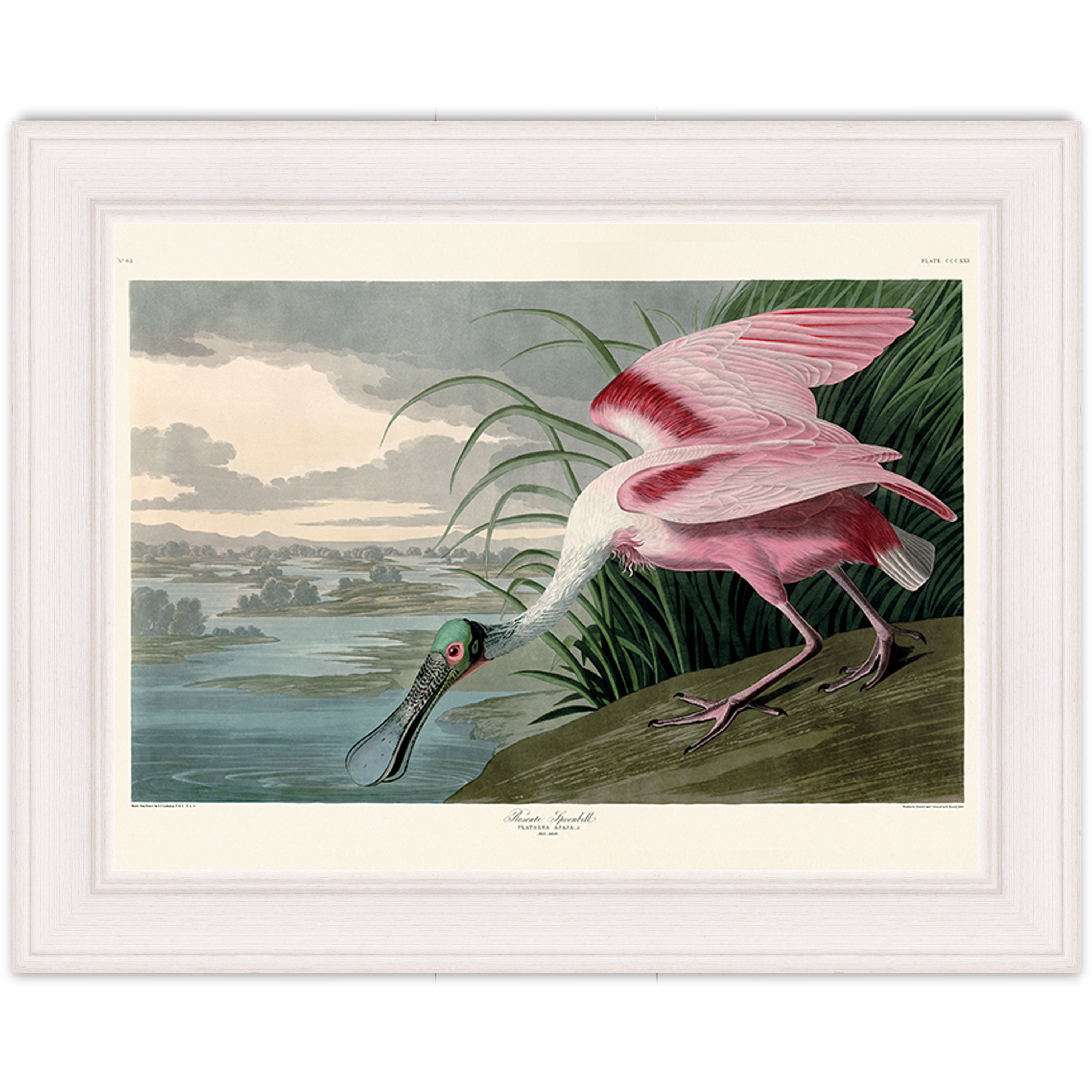 Roseate Spoonbill
