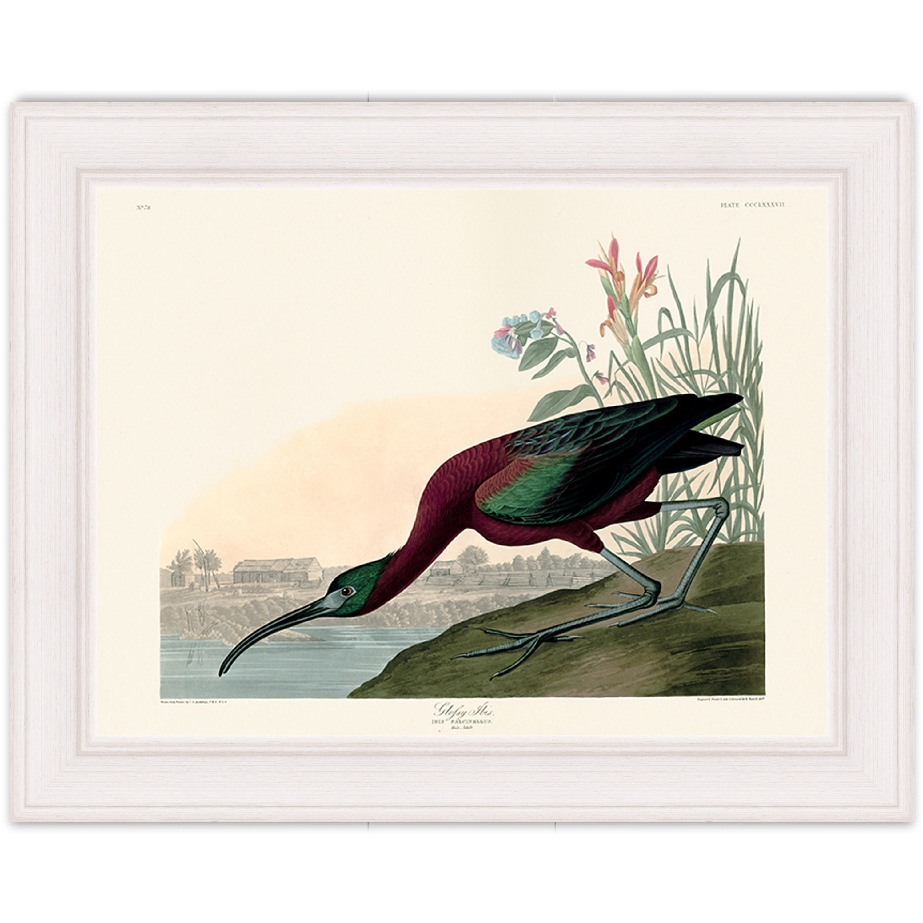 Glossy Ibis