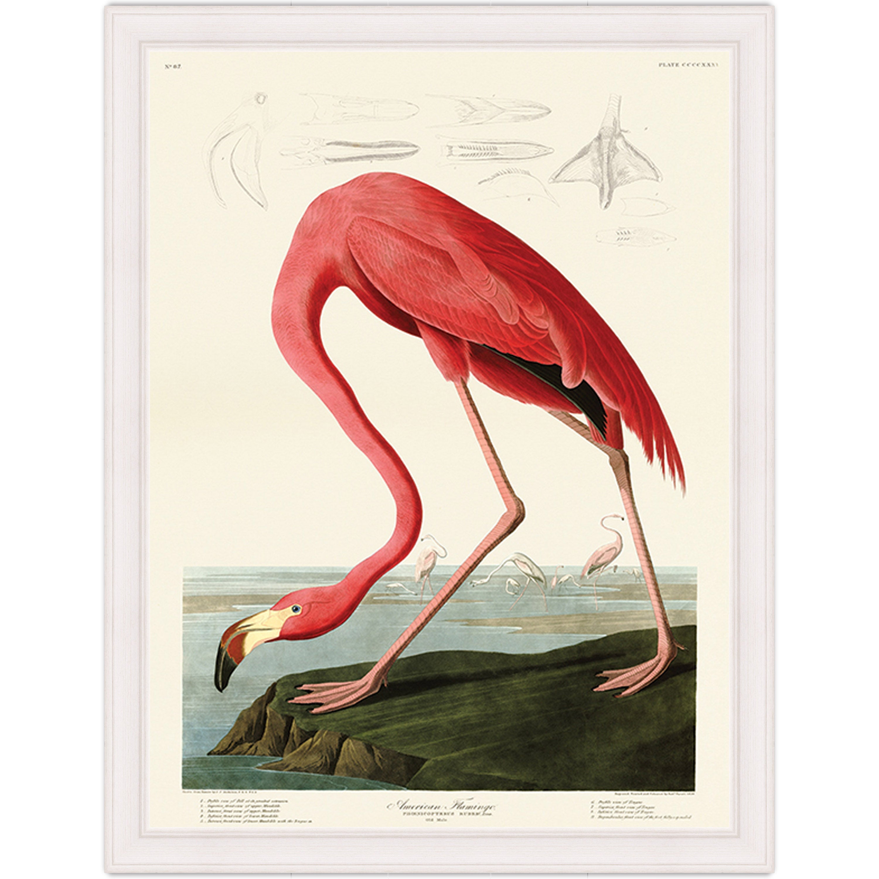 American Flamingo