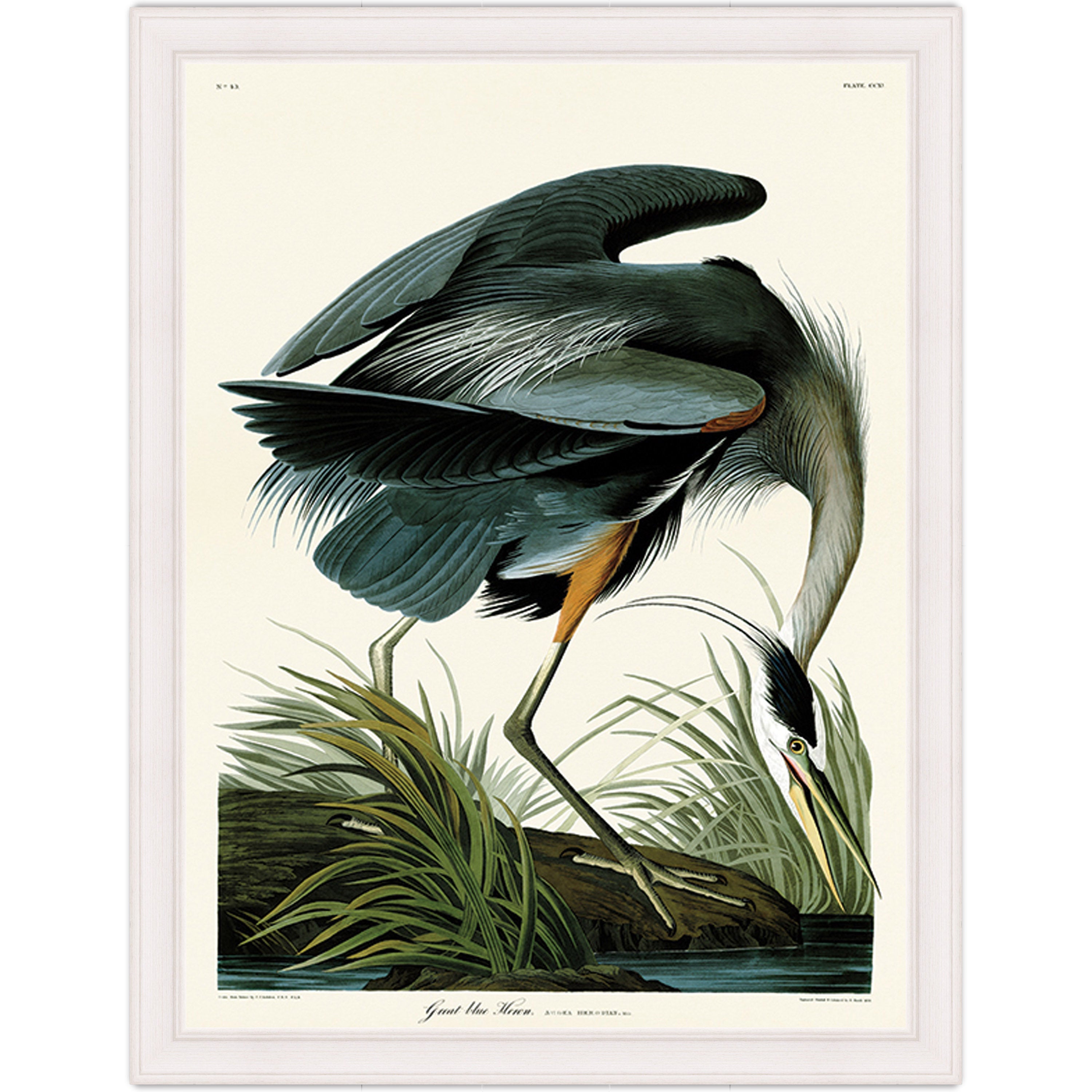 Great Blue Heron