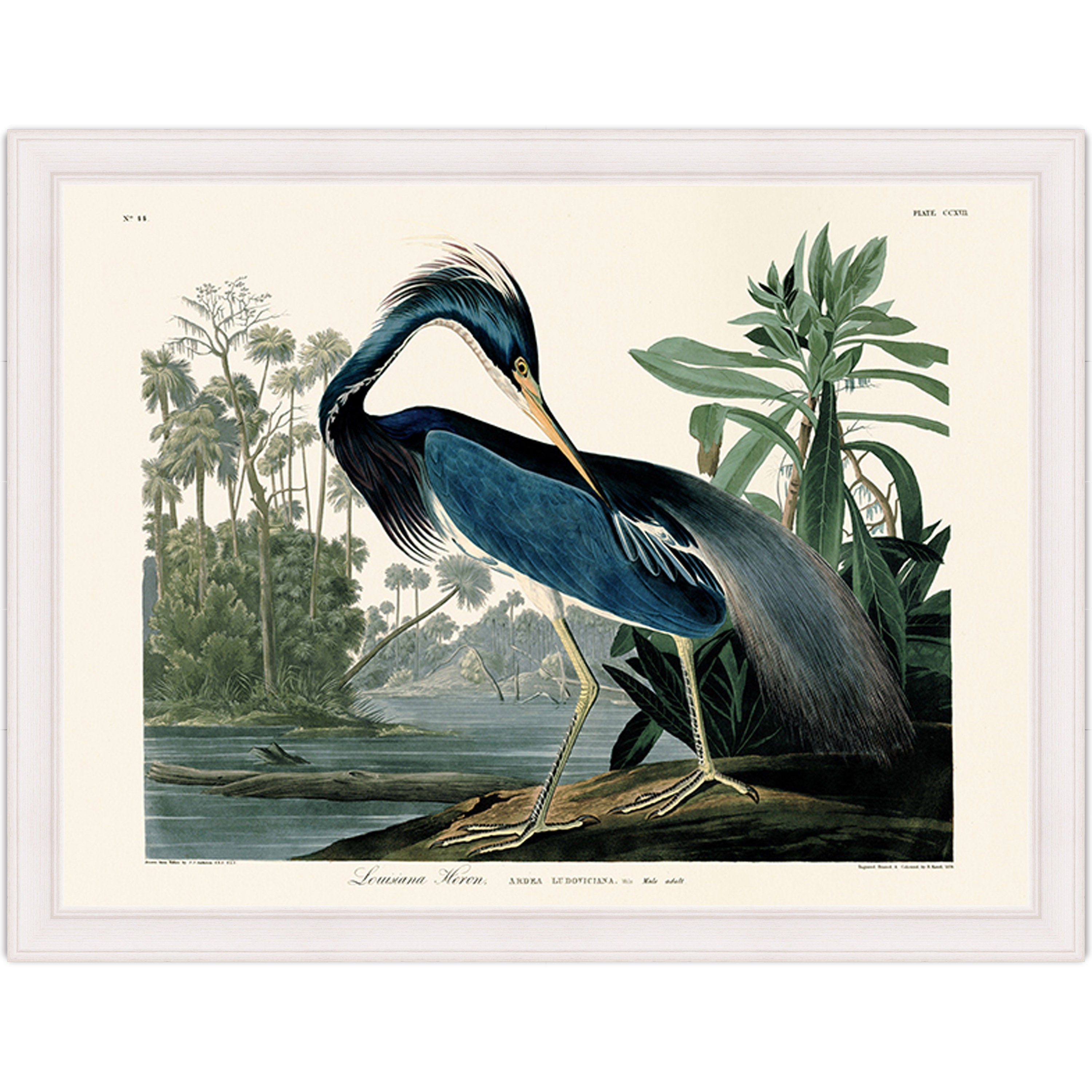 Louisiana Heron