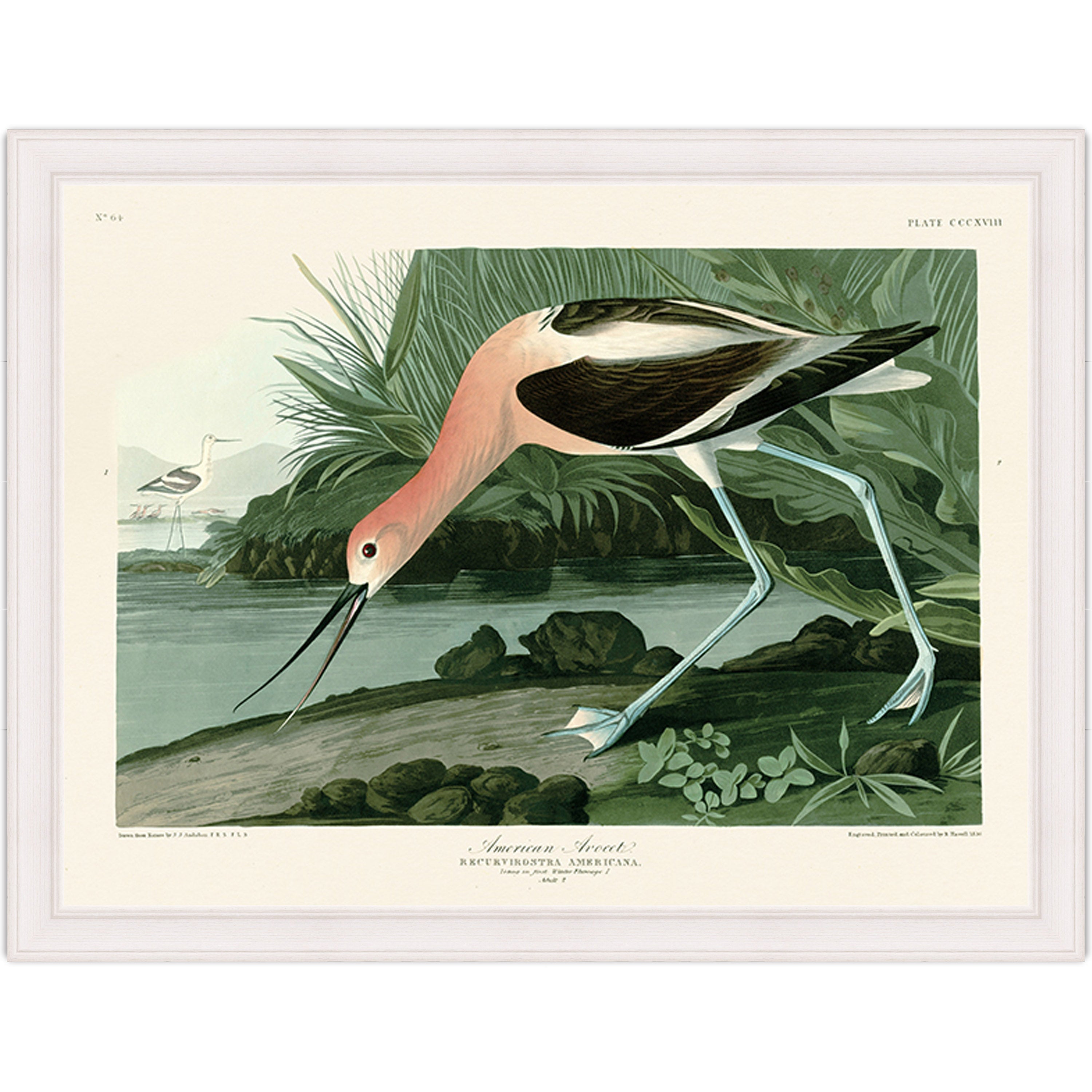 American Avocet