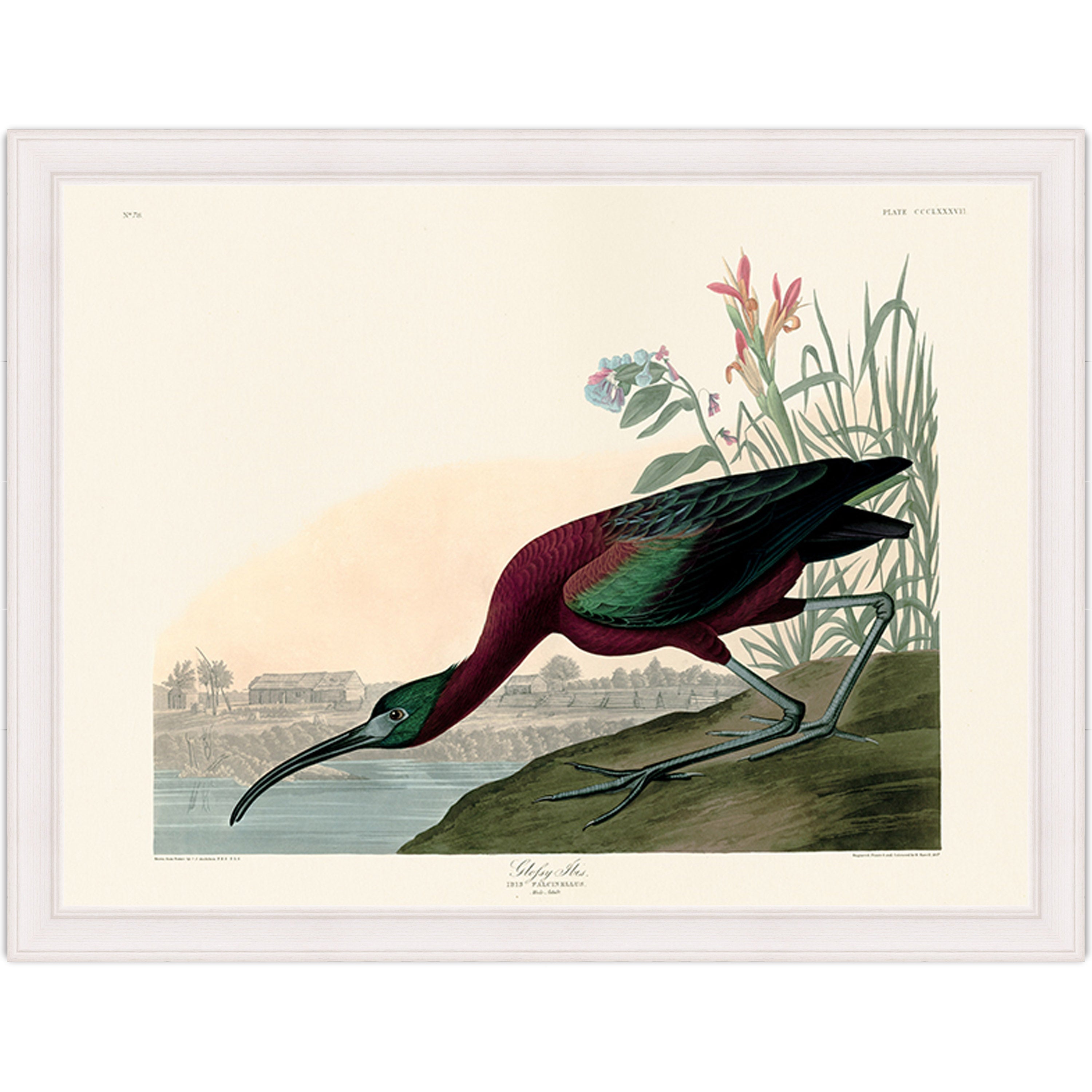Glossy Ibis