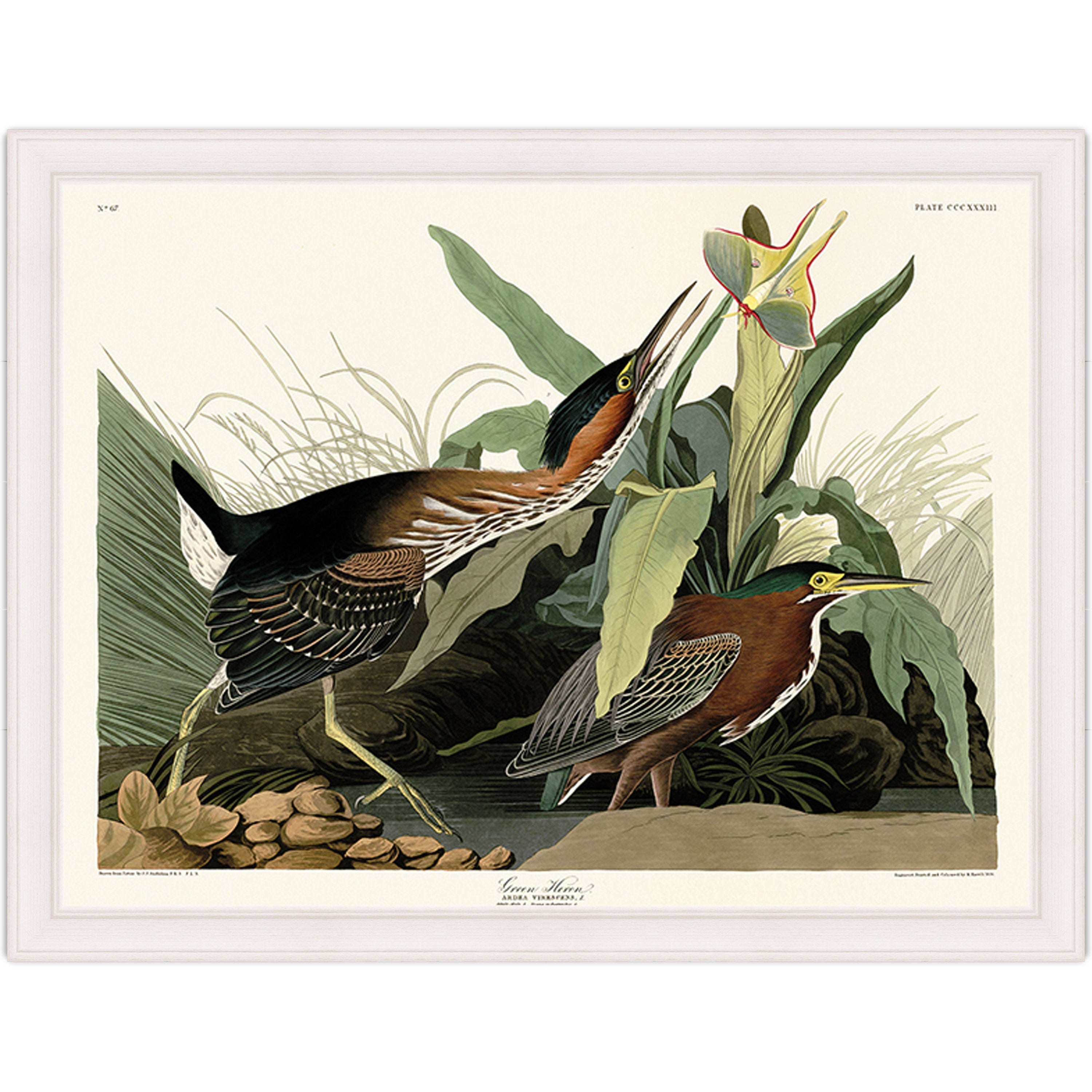 Green Heron