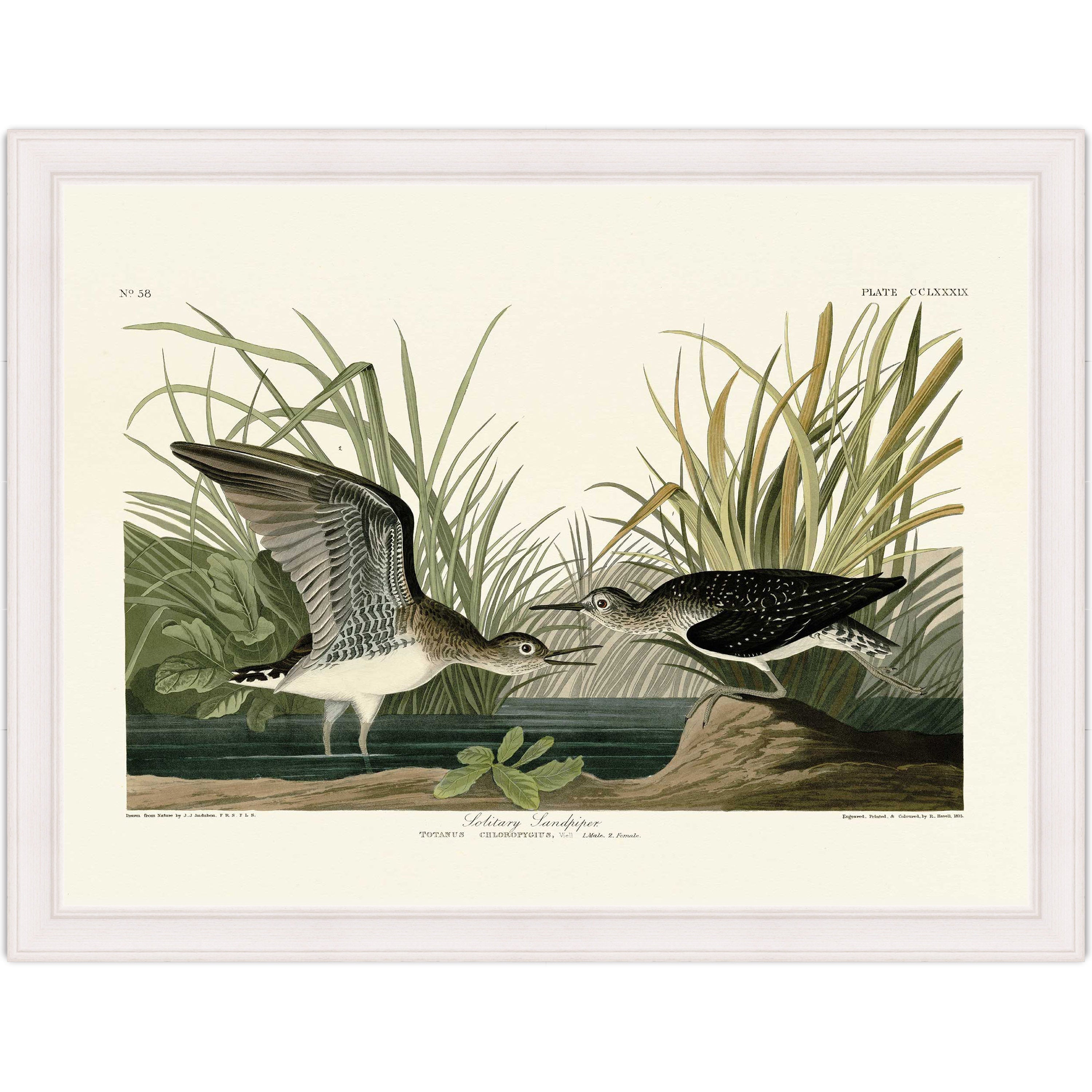 Solitary Sandpiper