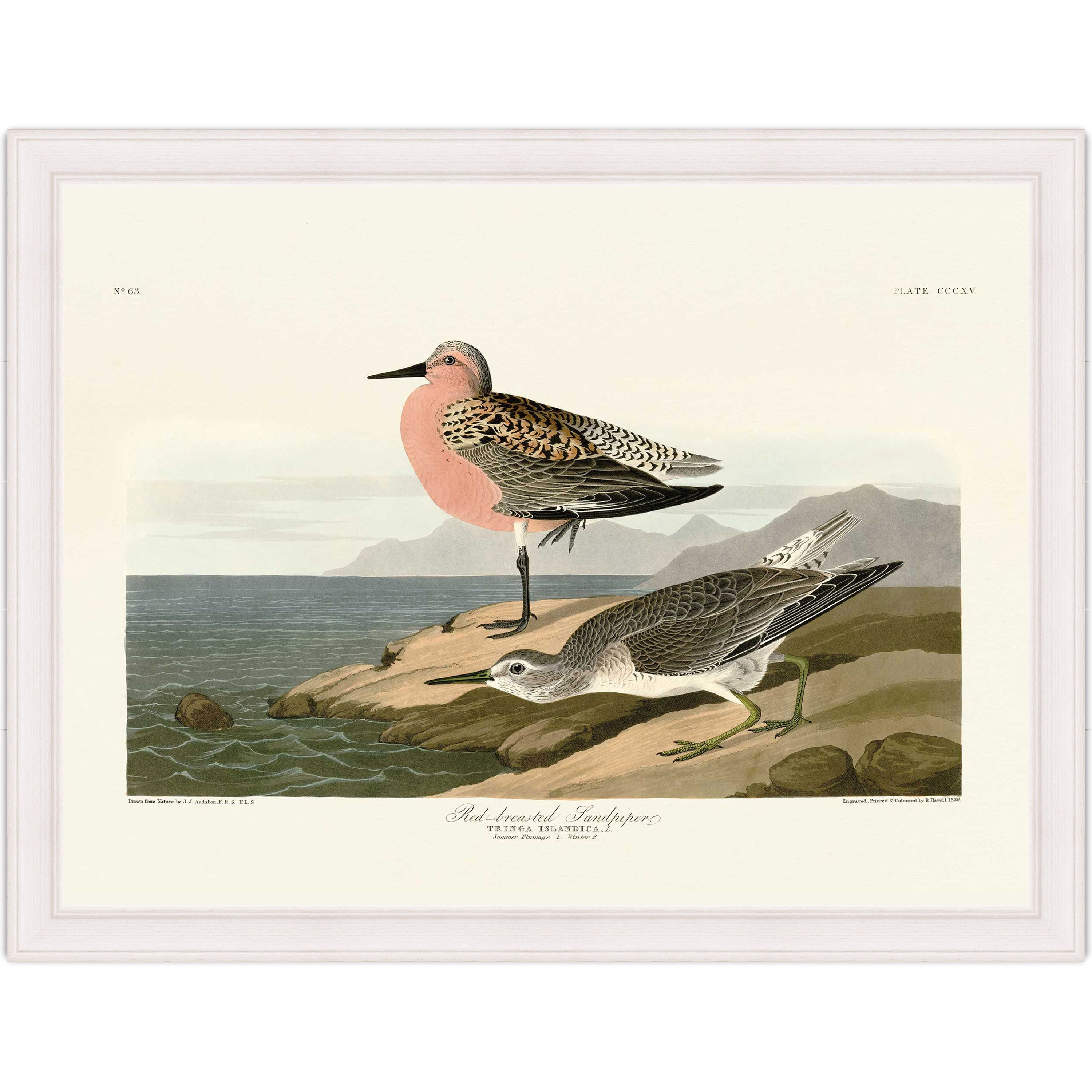 Red-breasted Sandpiper