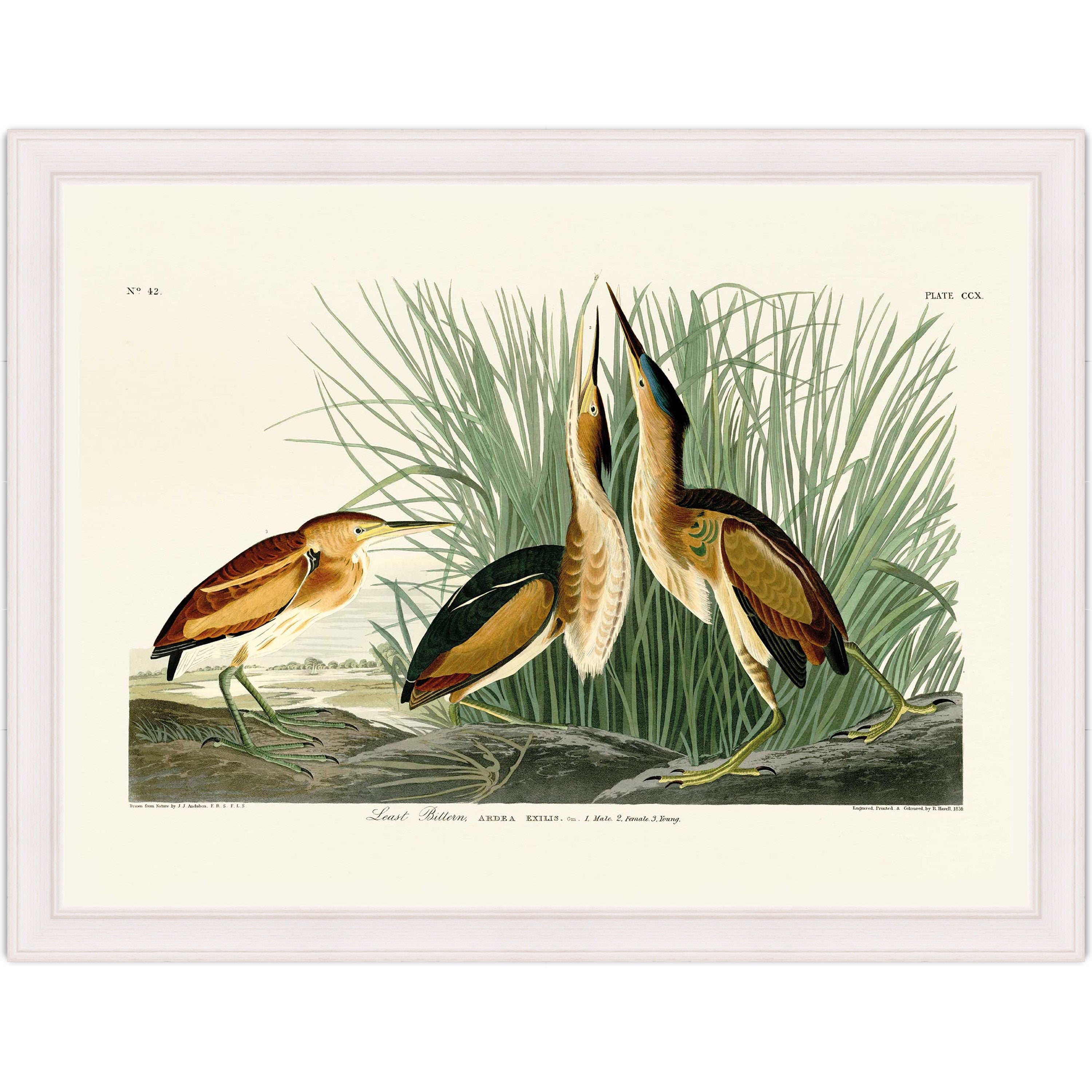 Least Bittern