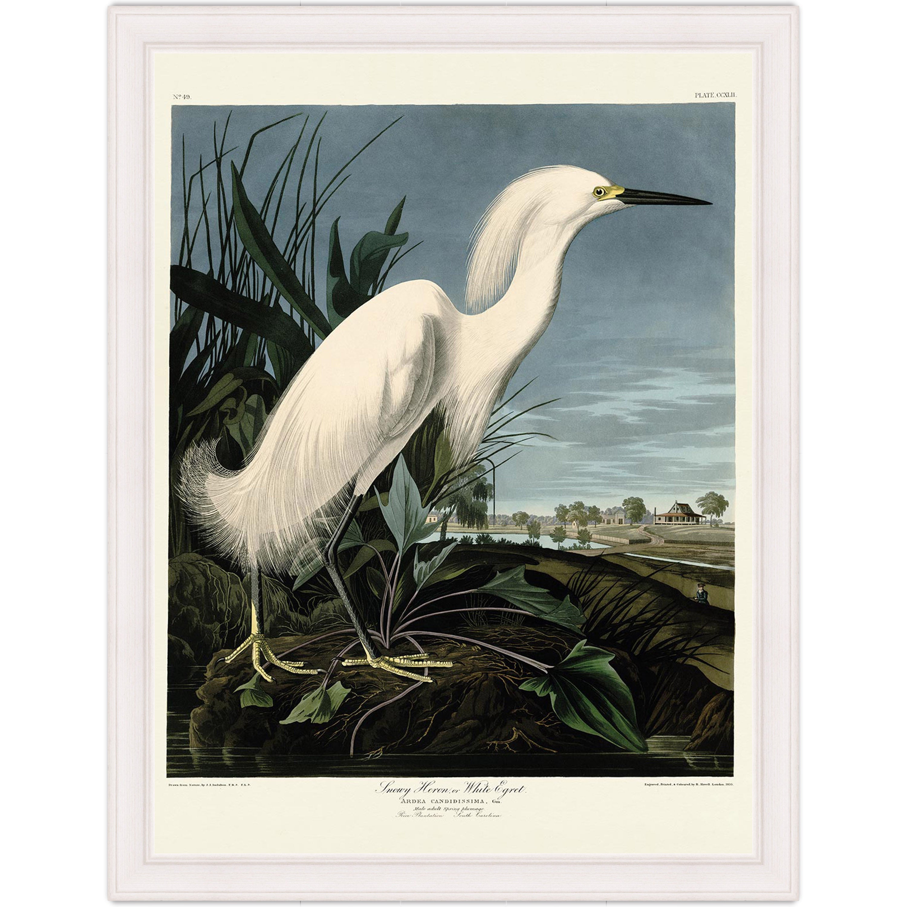 Snowy Heron