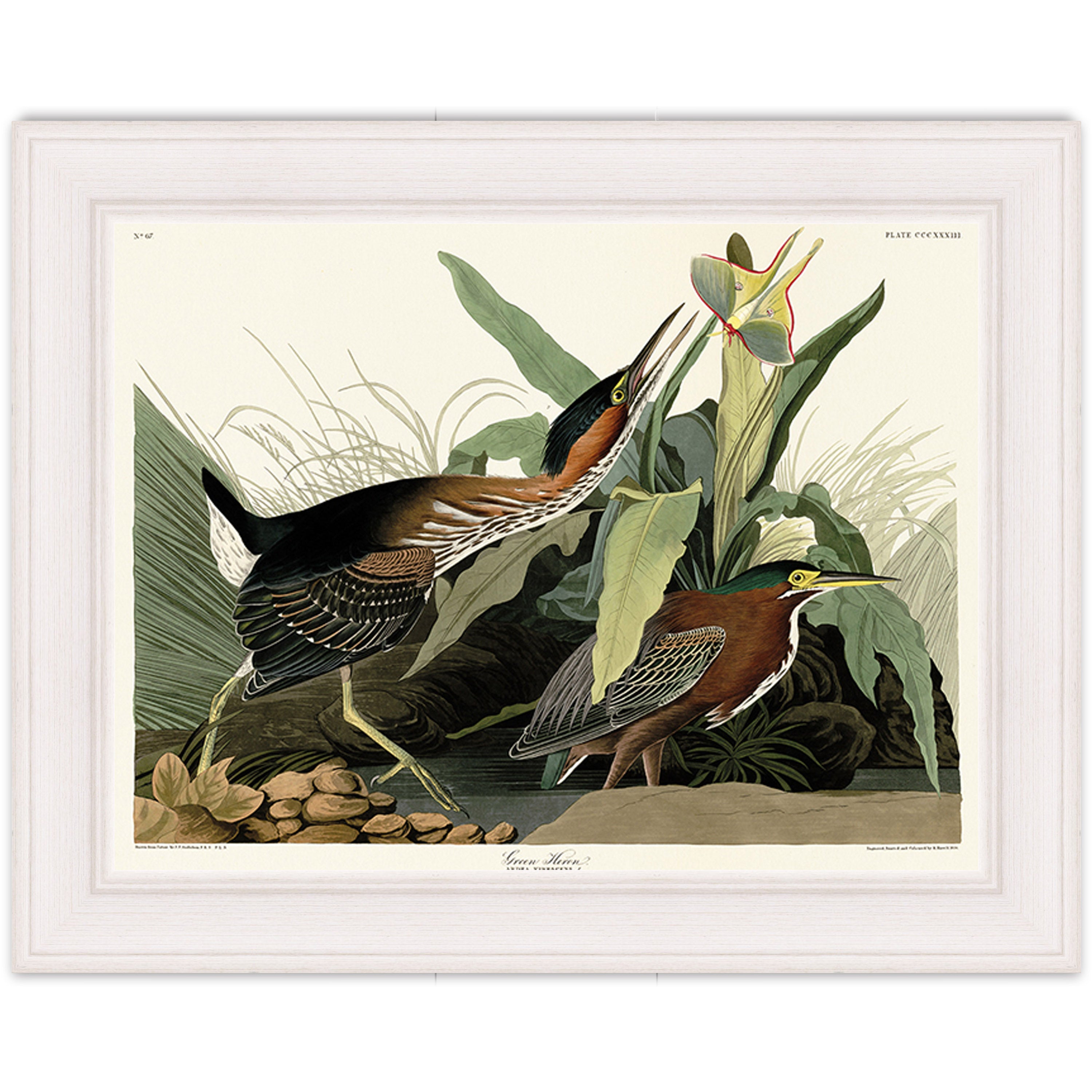 Green Heron