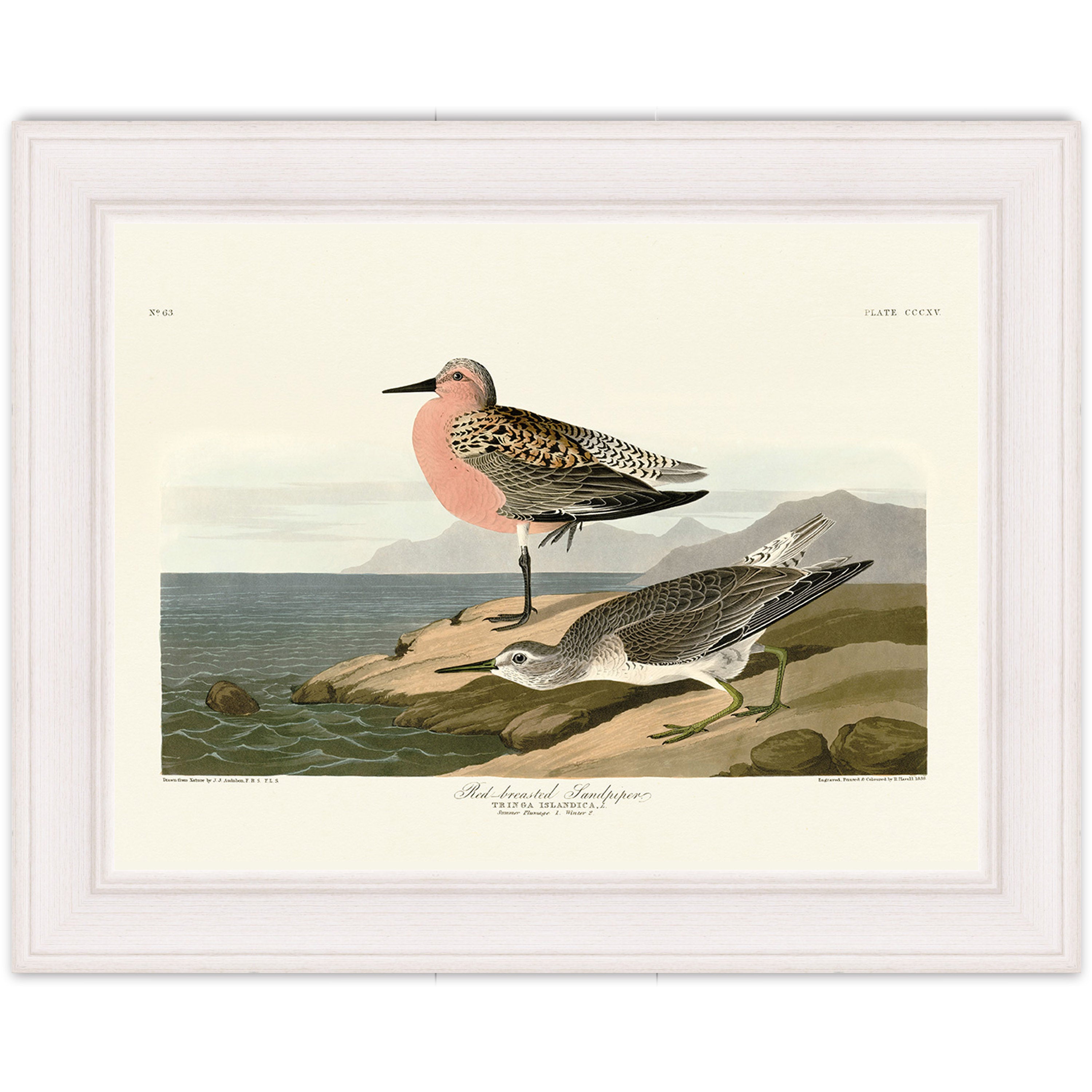 Red-breasted Sandpiper