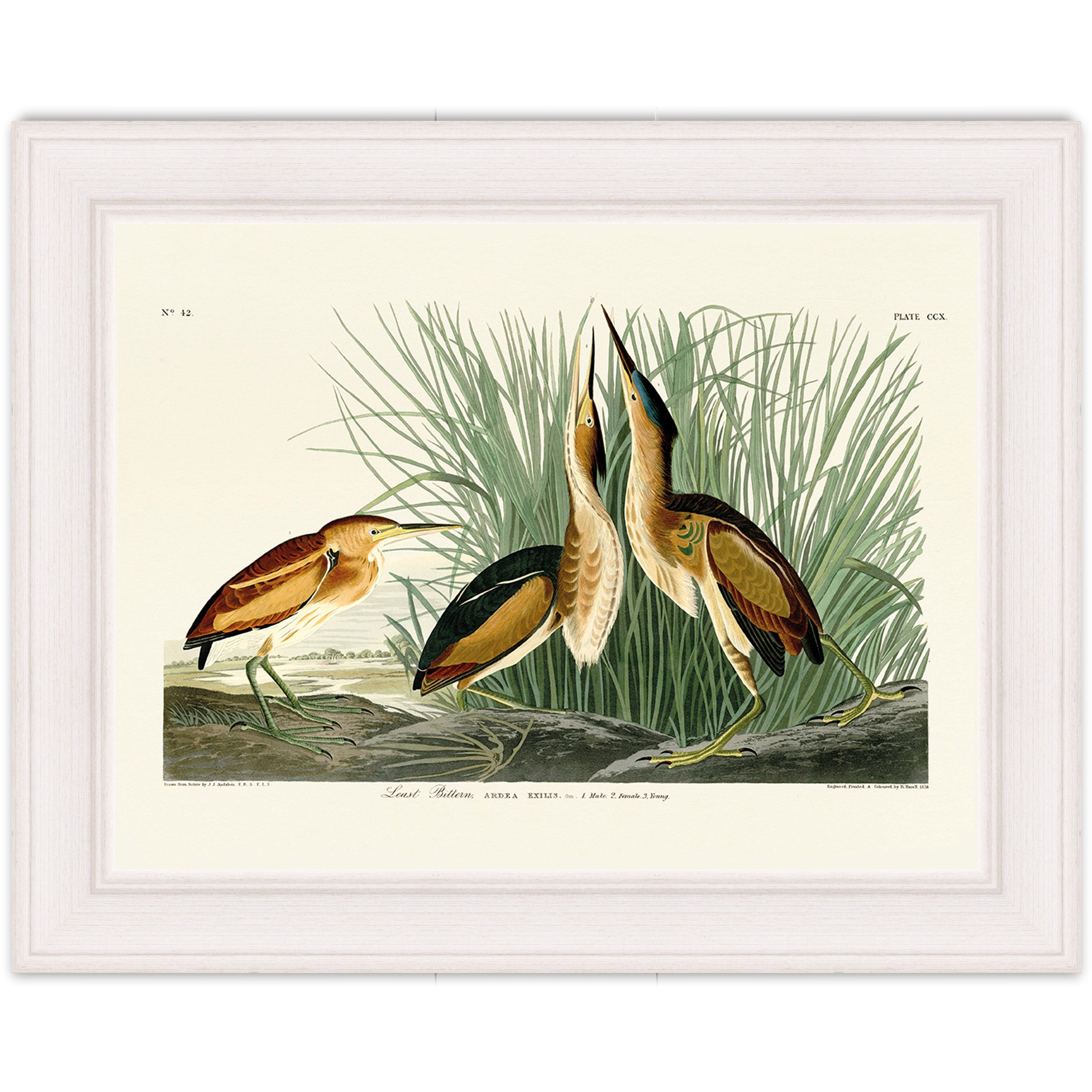 Least Bittern