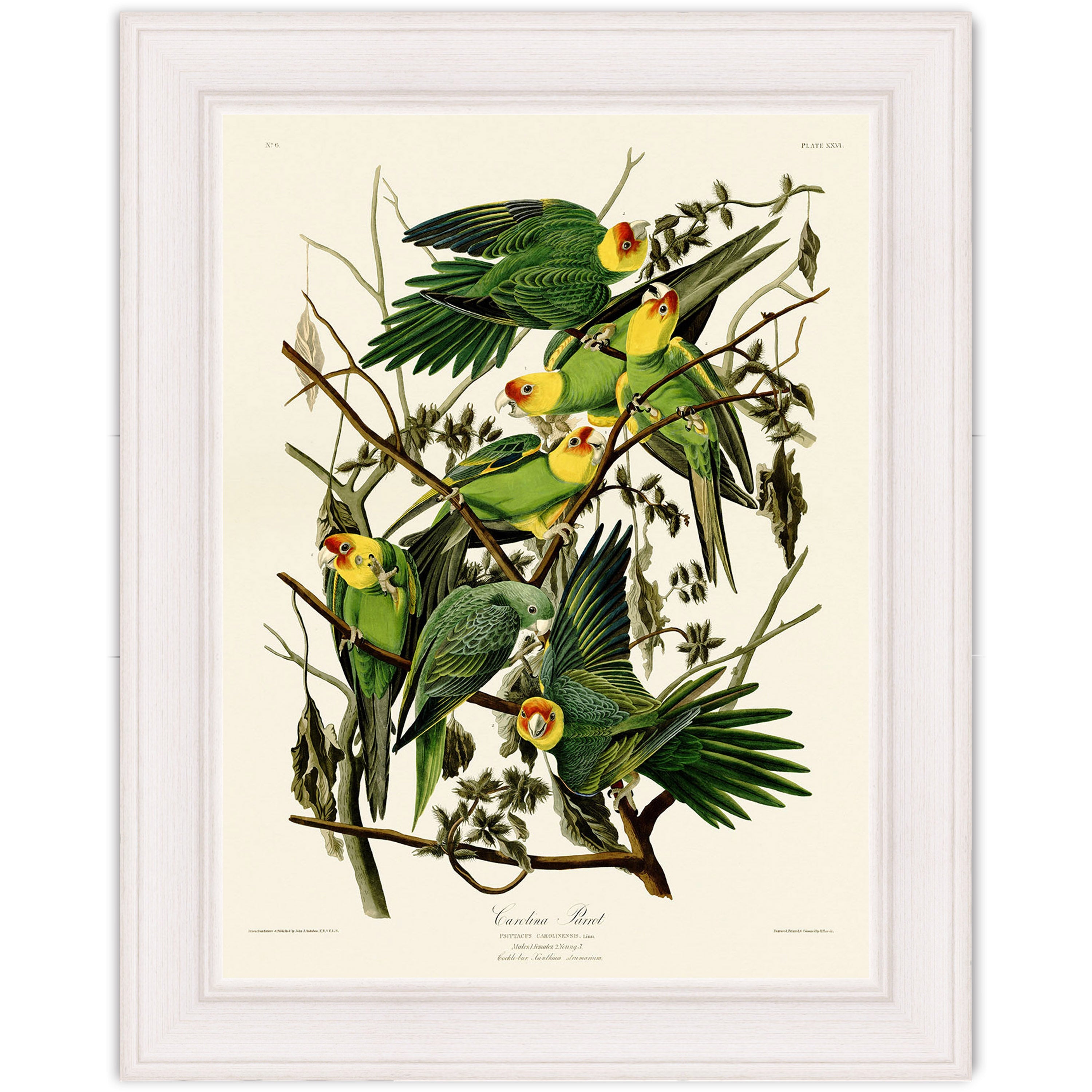 Carolina Parrot