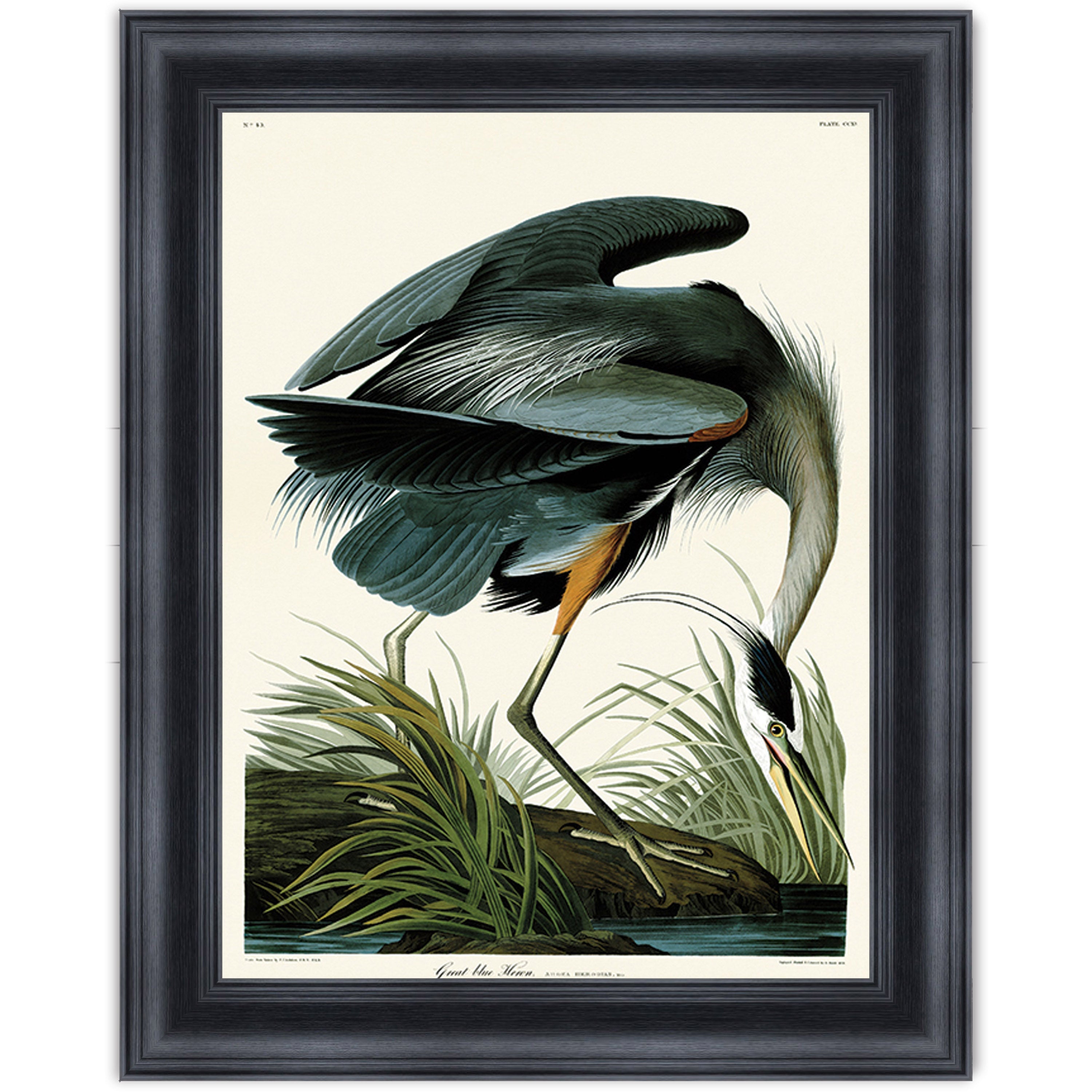 Great Blue Heron