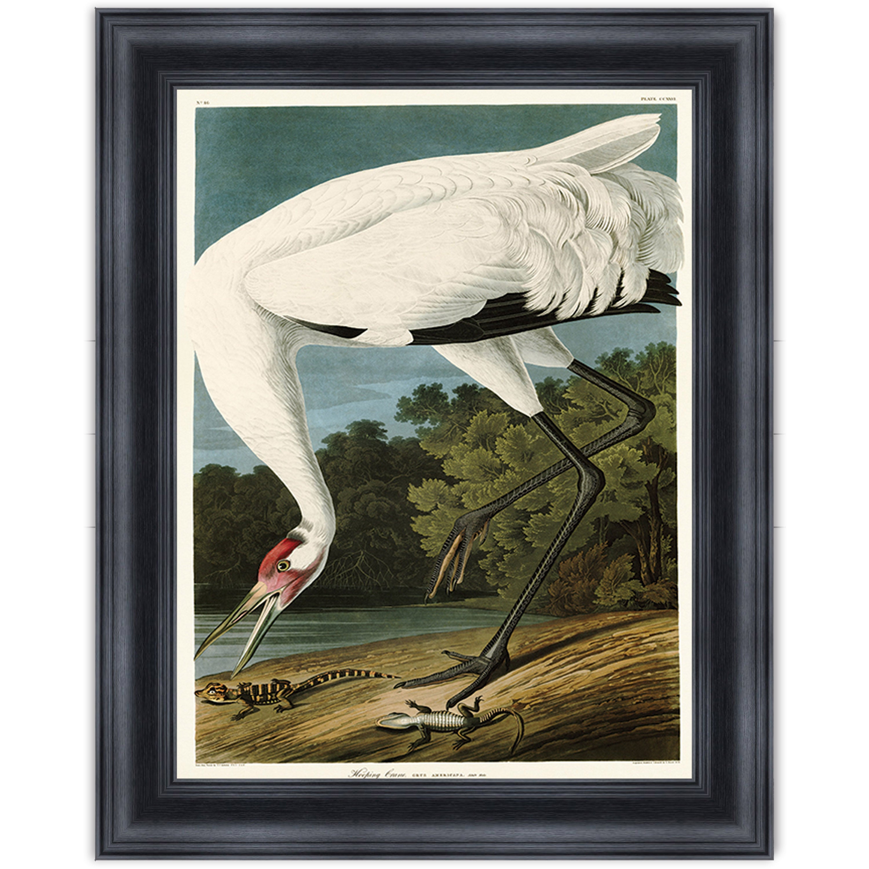 Hooping Crane