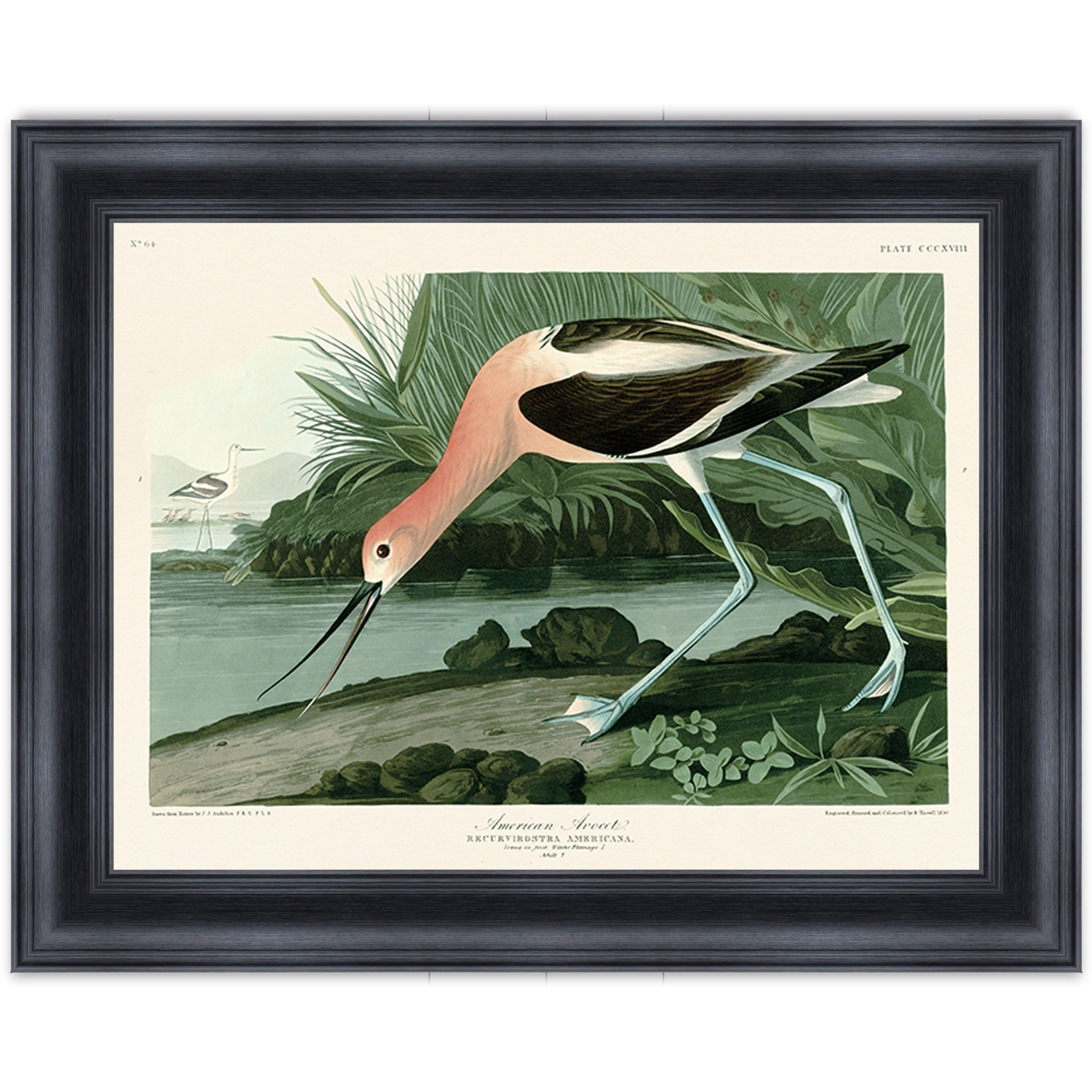 American Avocet
