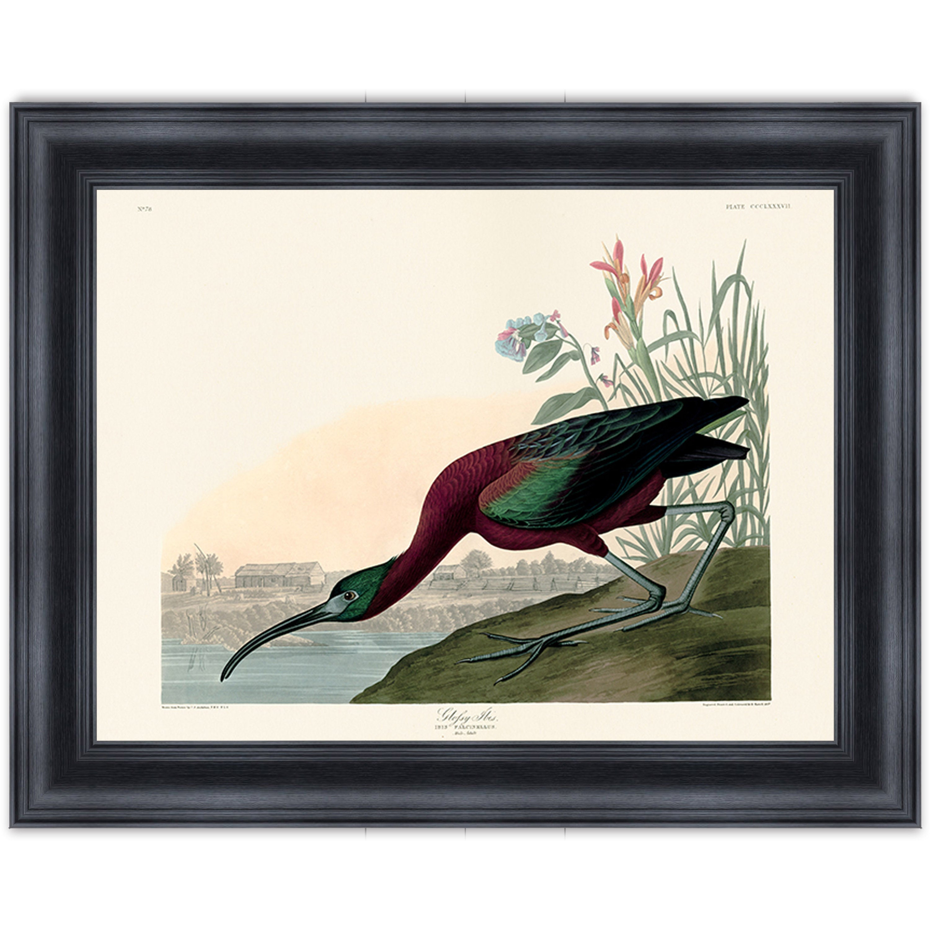 Glossy Ibis