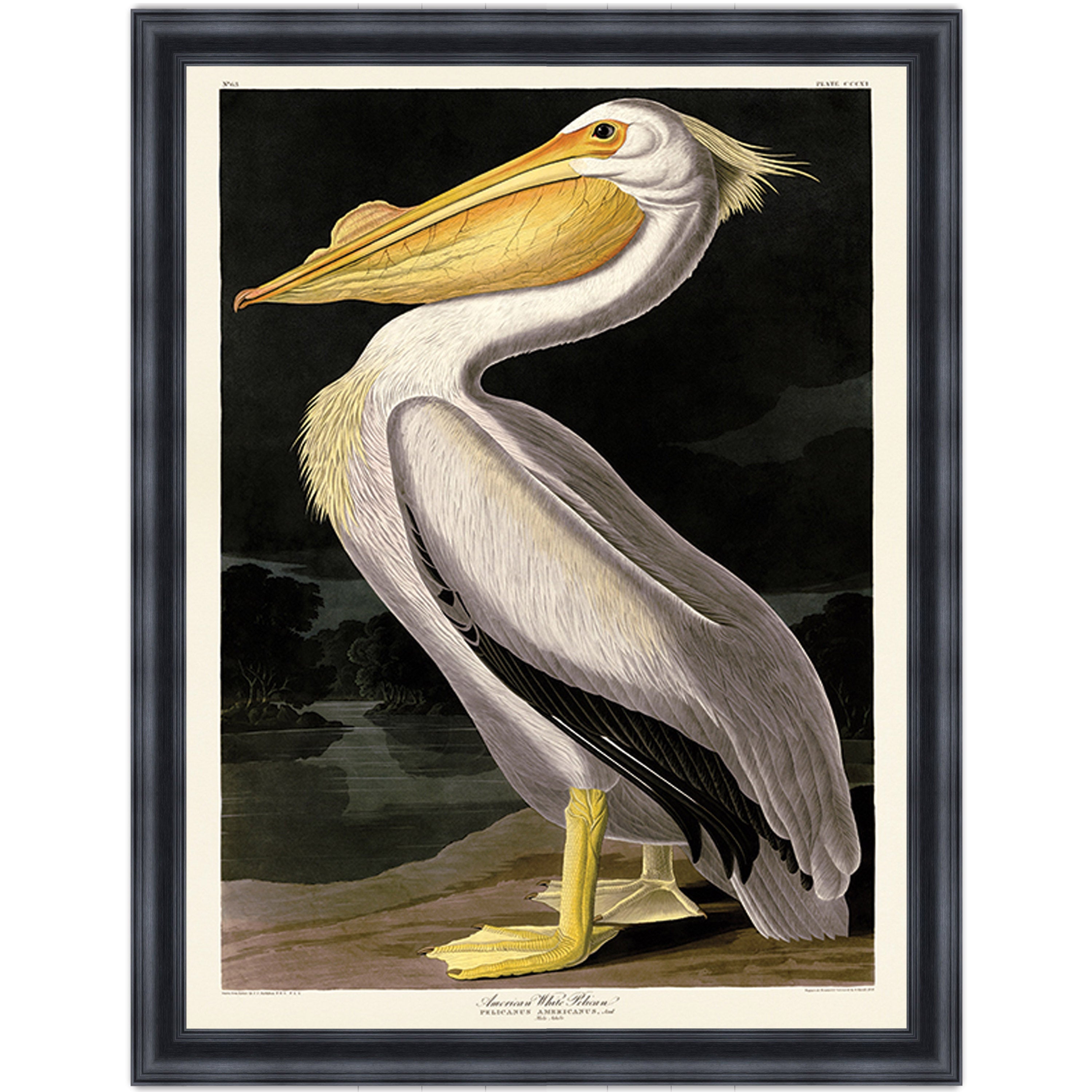 American White Pelican