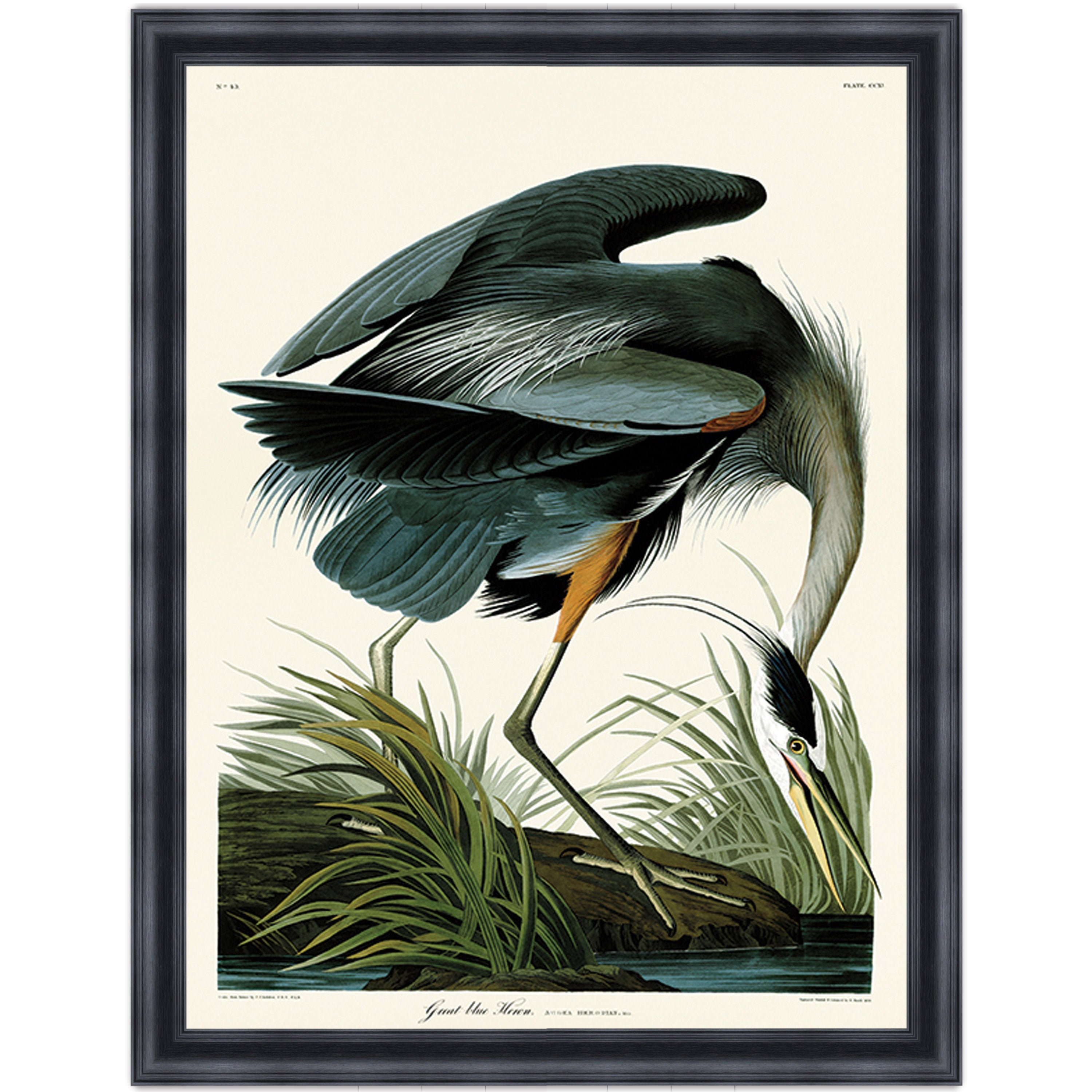 Great Blue Heron